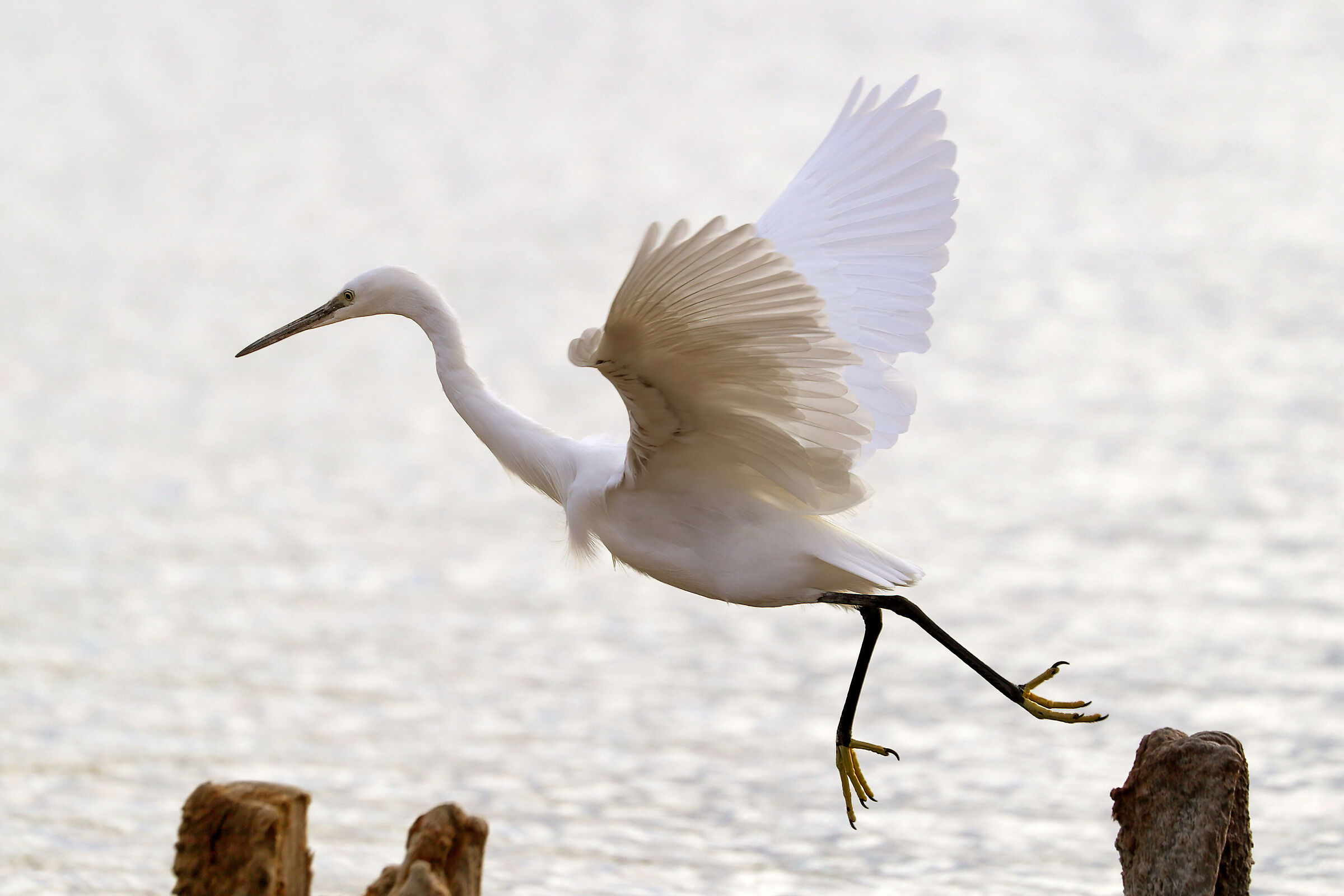 Egret in flight