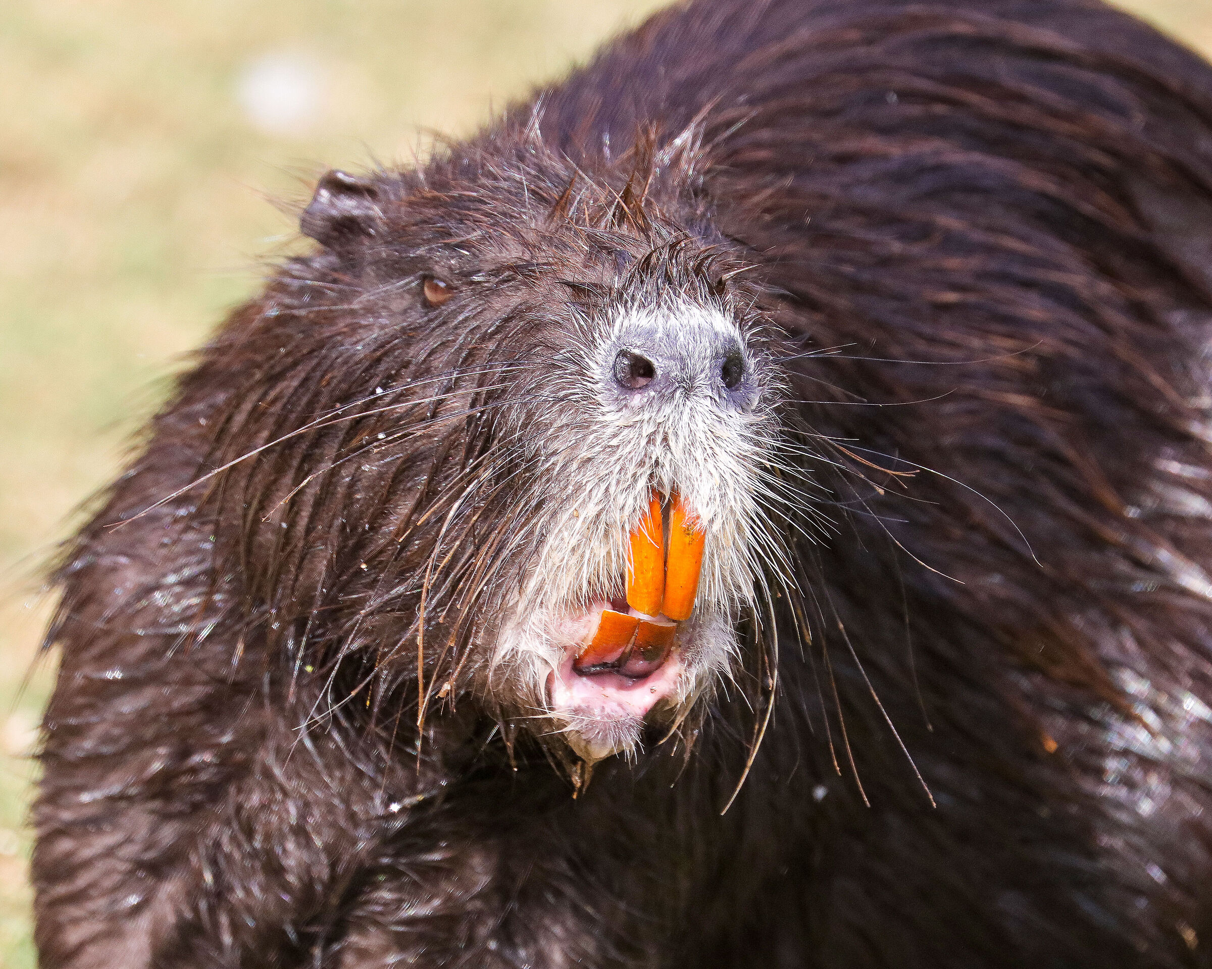 Nutria