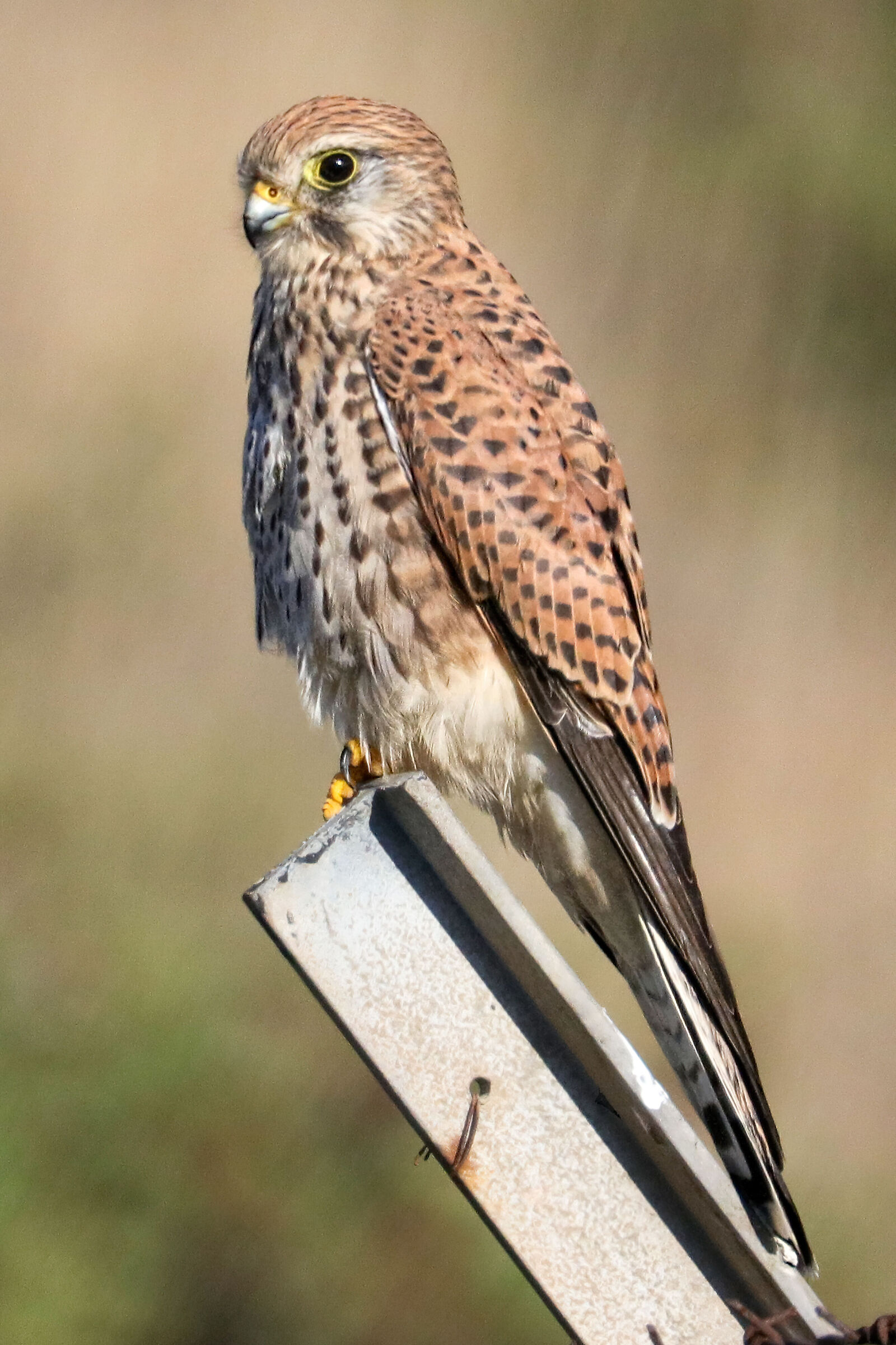 Kestrel