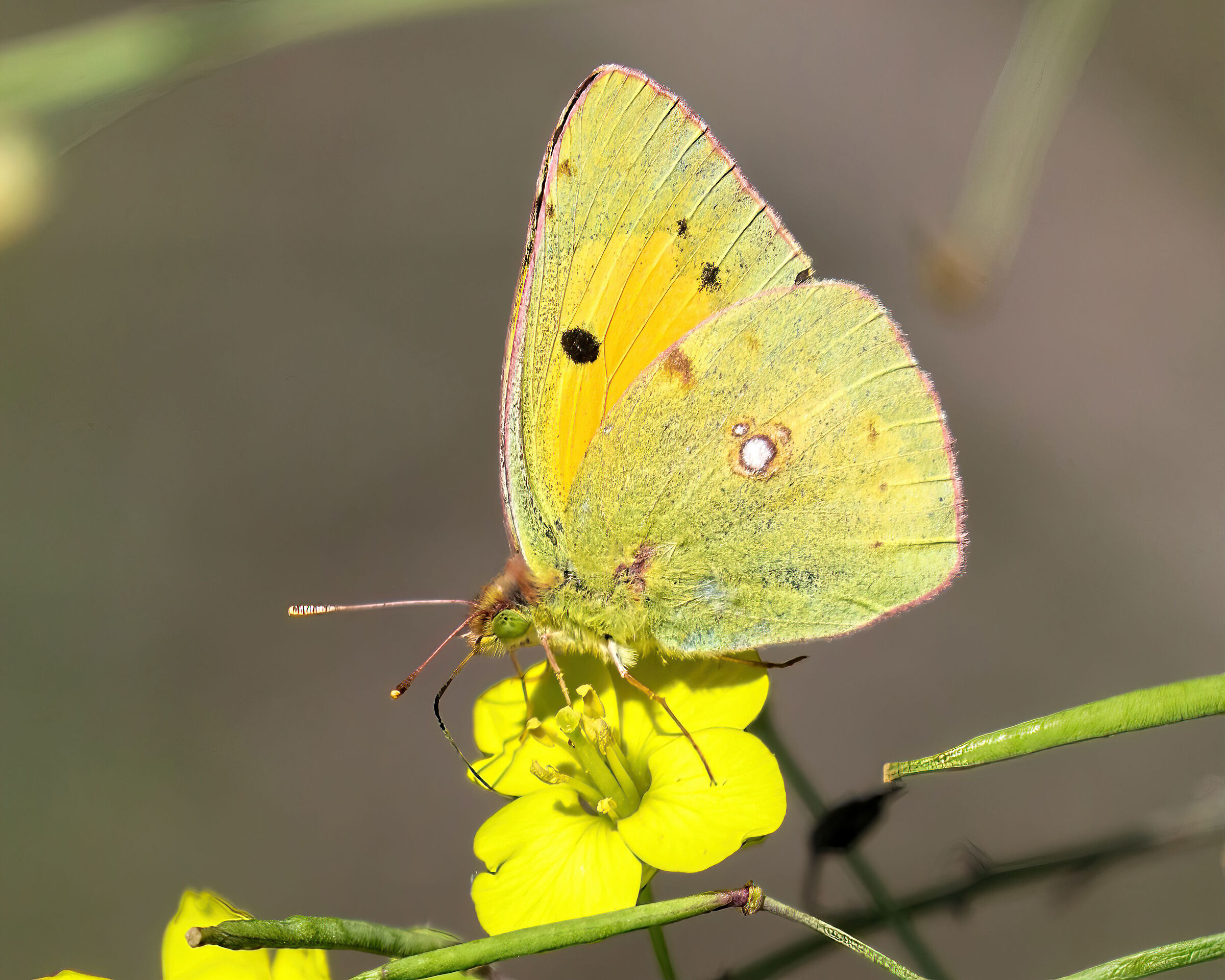 Colias Crocera