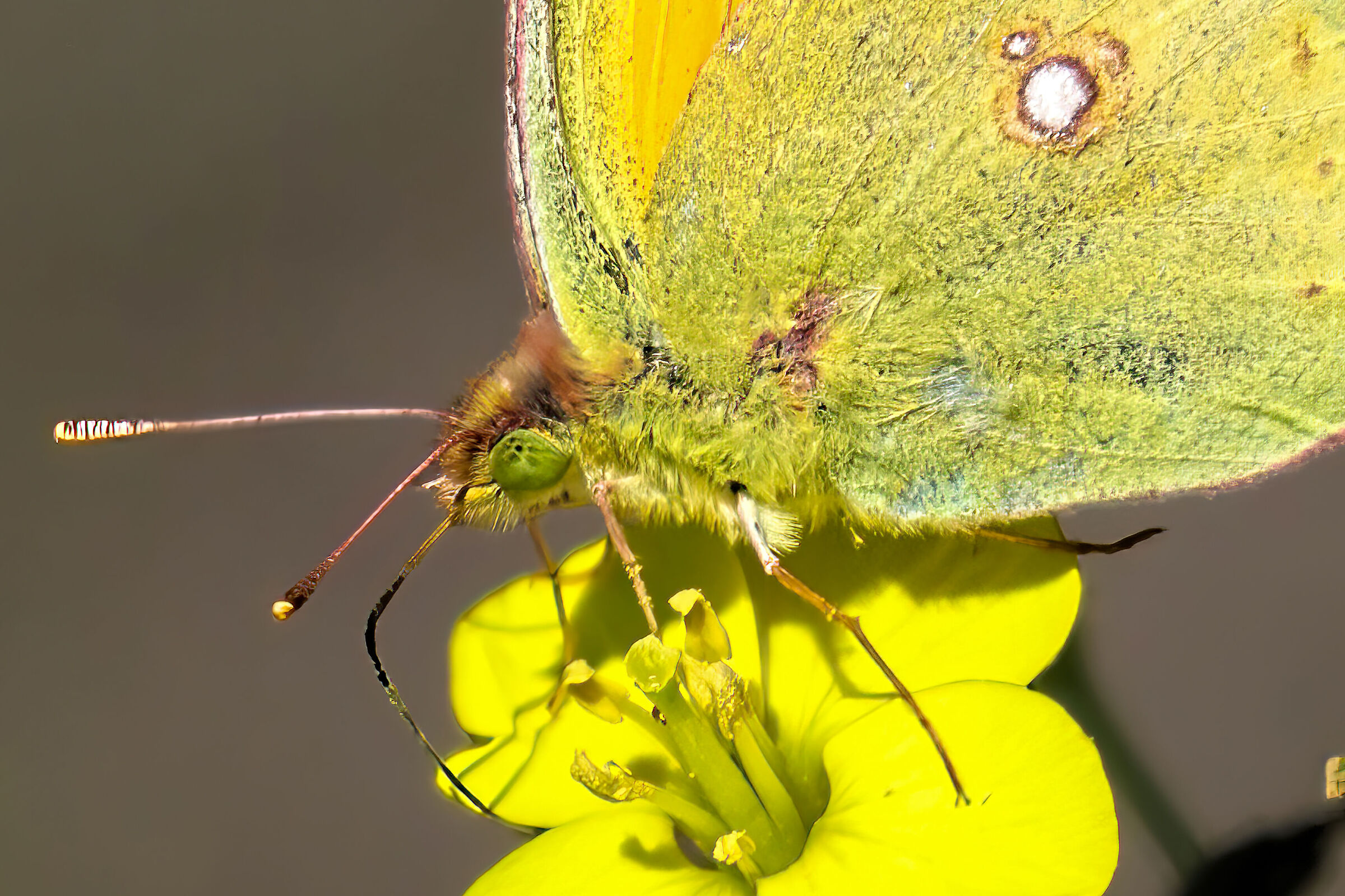 Colias Crocera