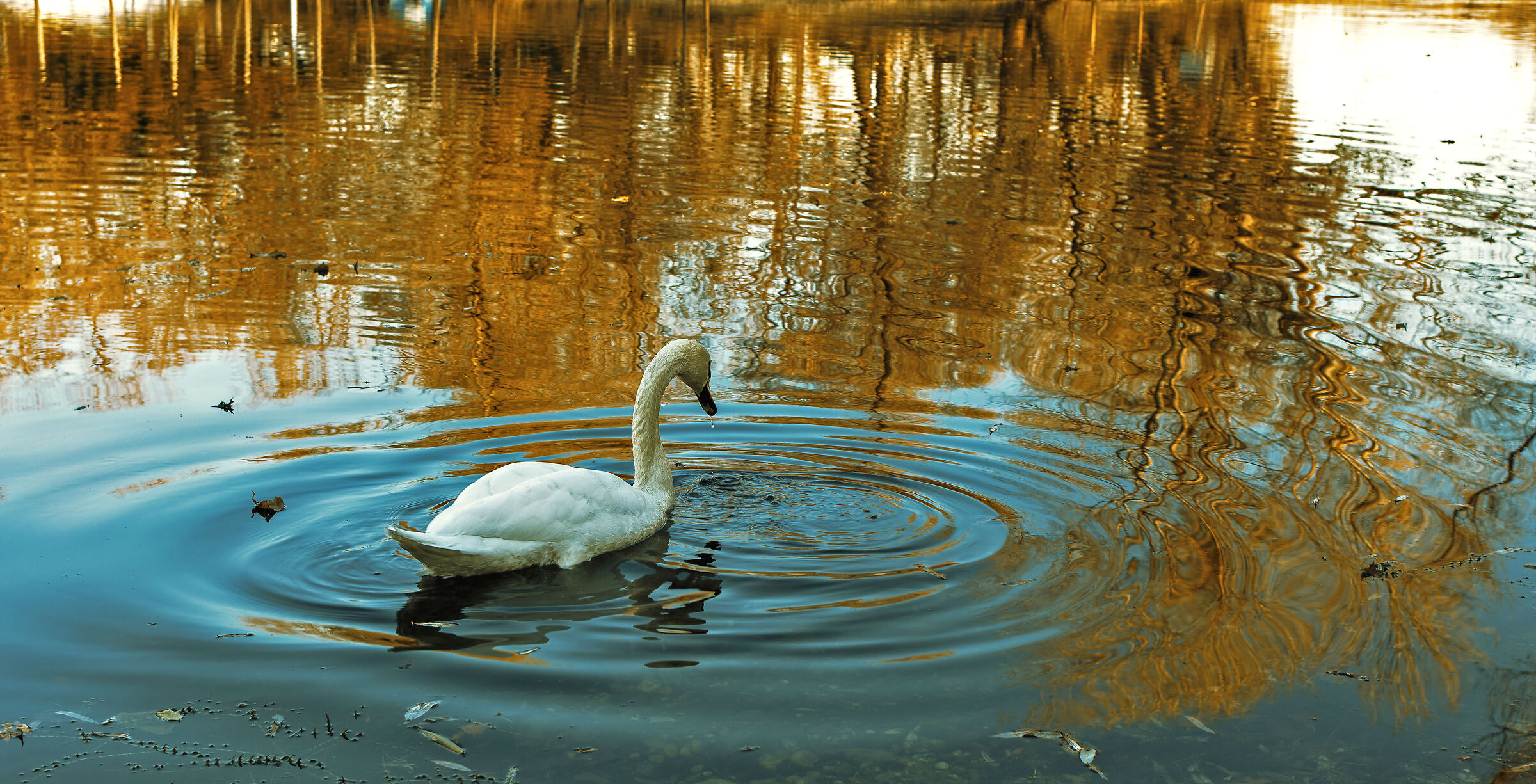 Circles in the water