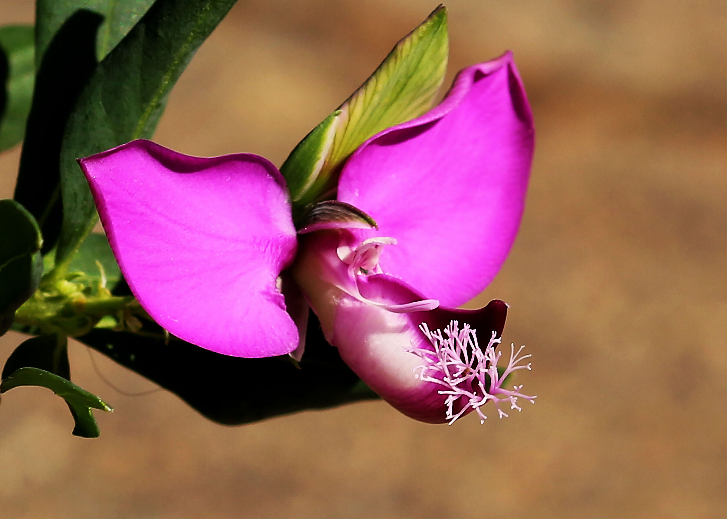 Look what beautiful ears I have...