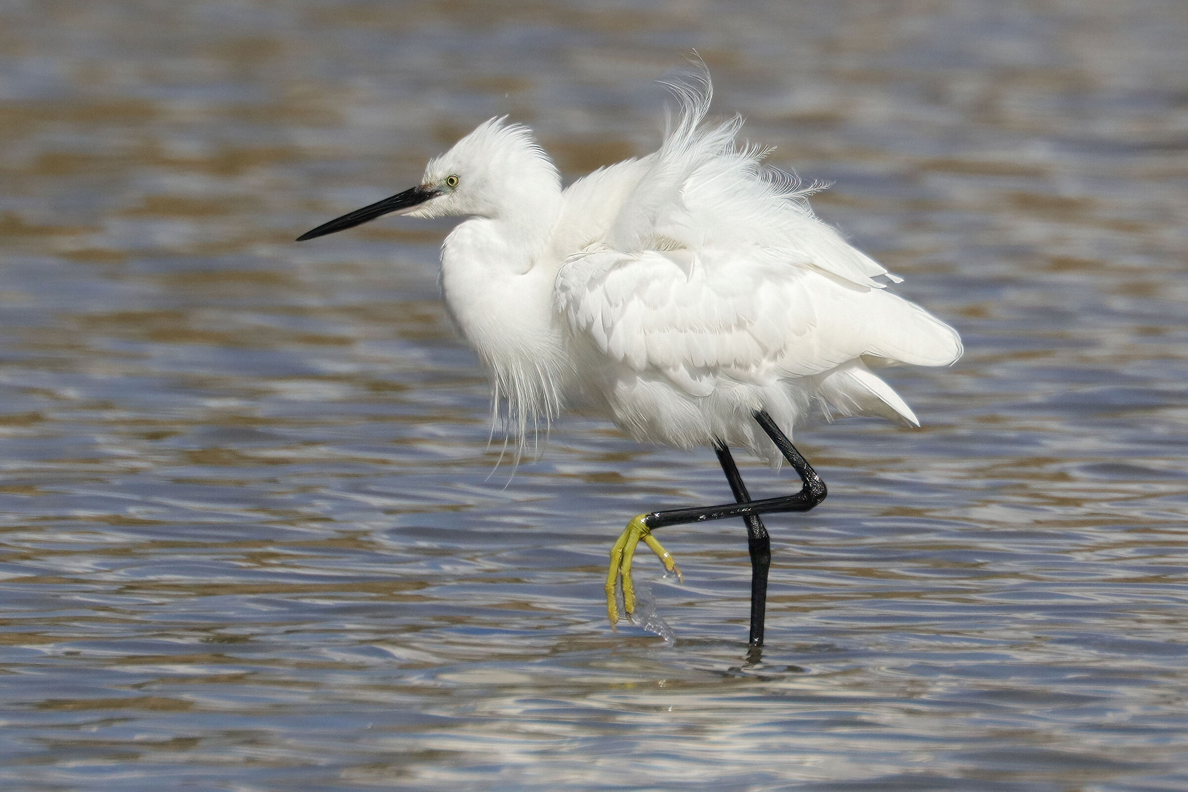 Egret