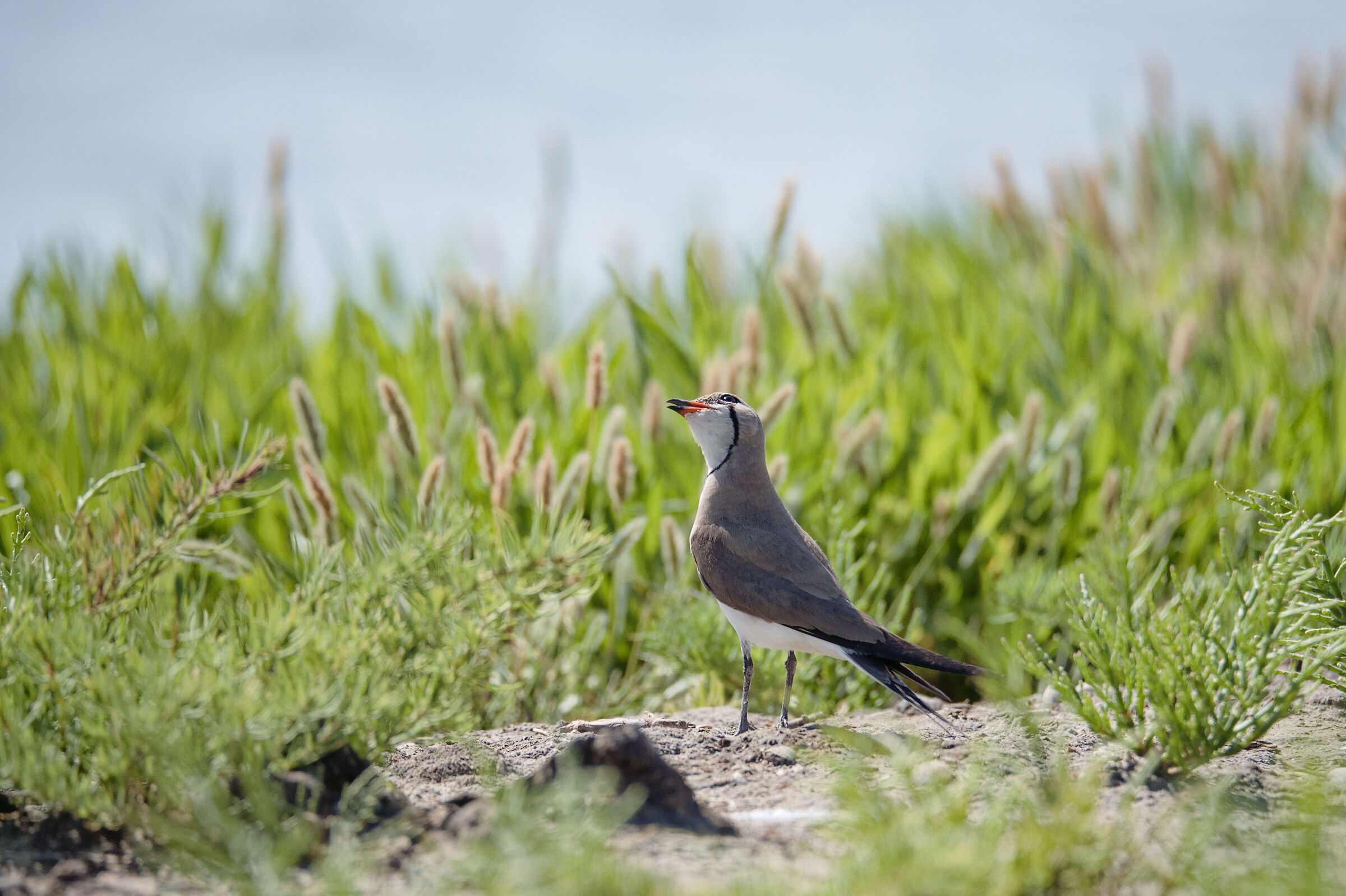 Pernice di Mare che sorride