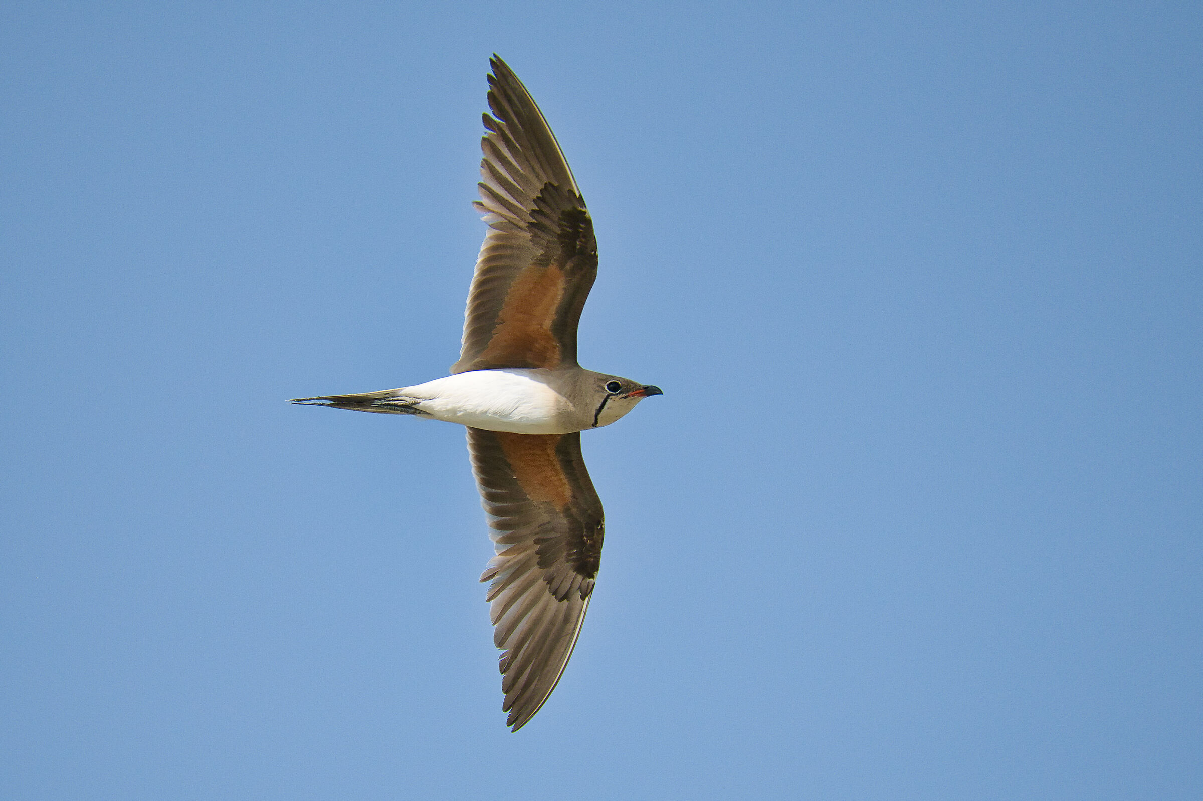 Pernice di mare ad ali spiegate