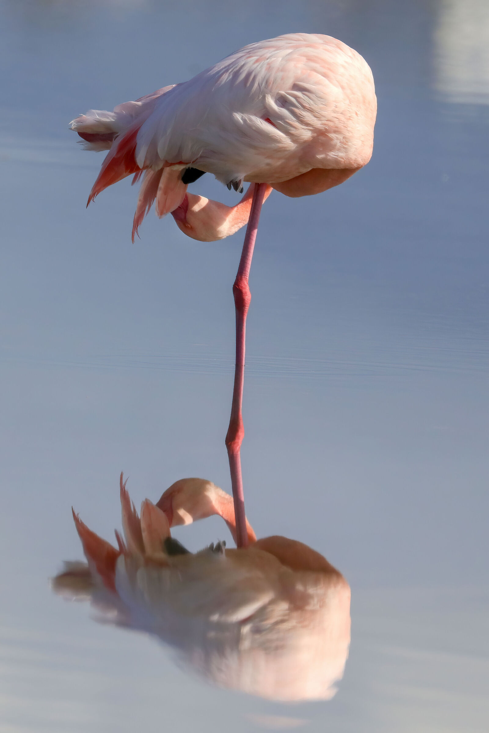 Pink flamingo