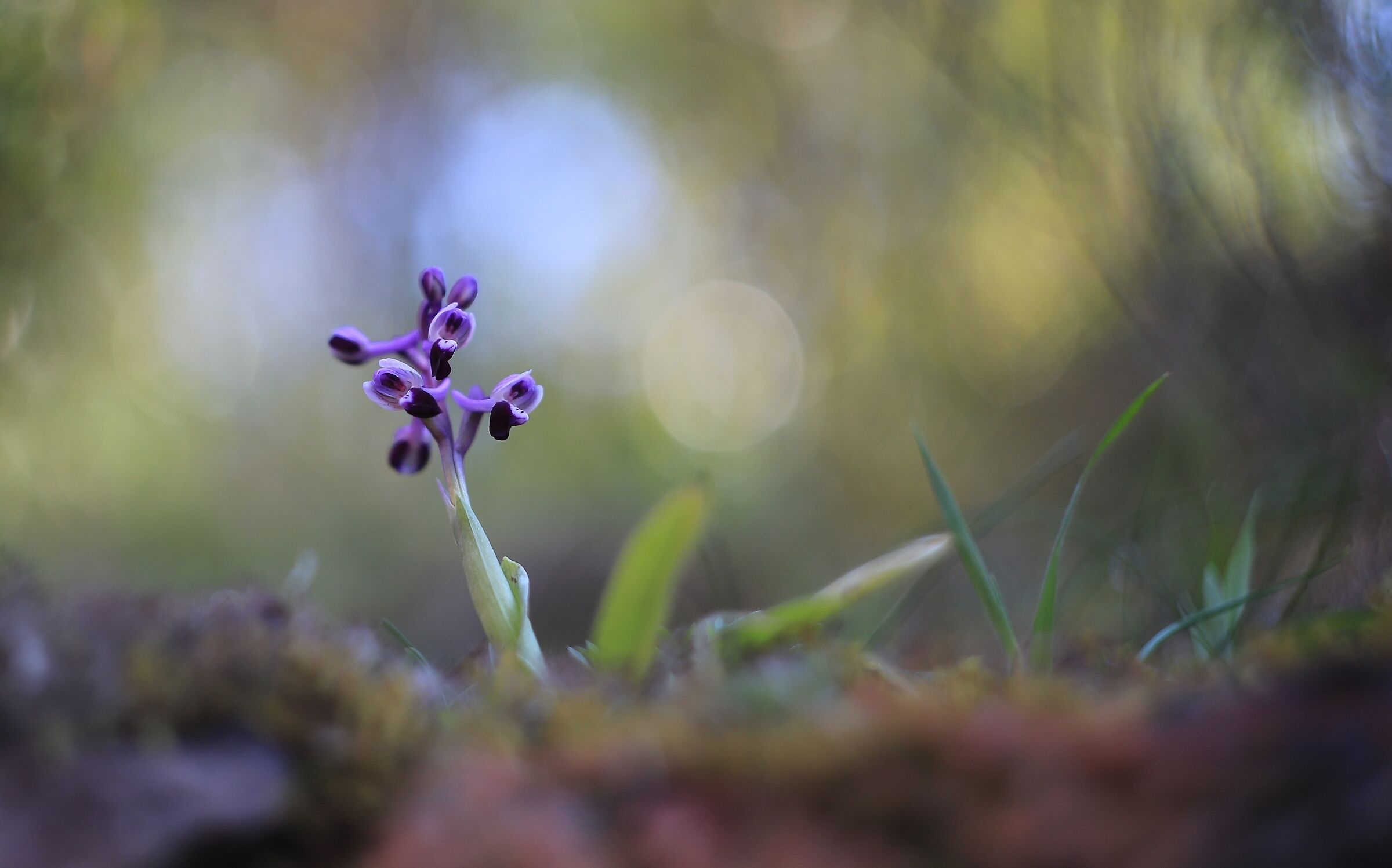 Anacamptis Longicornu