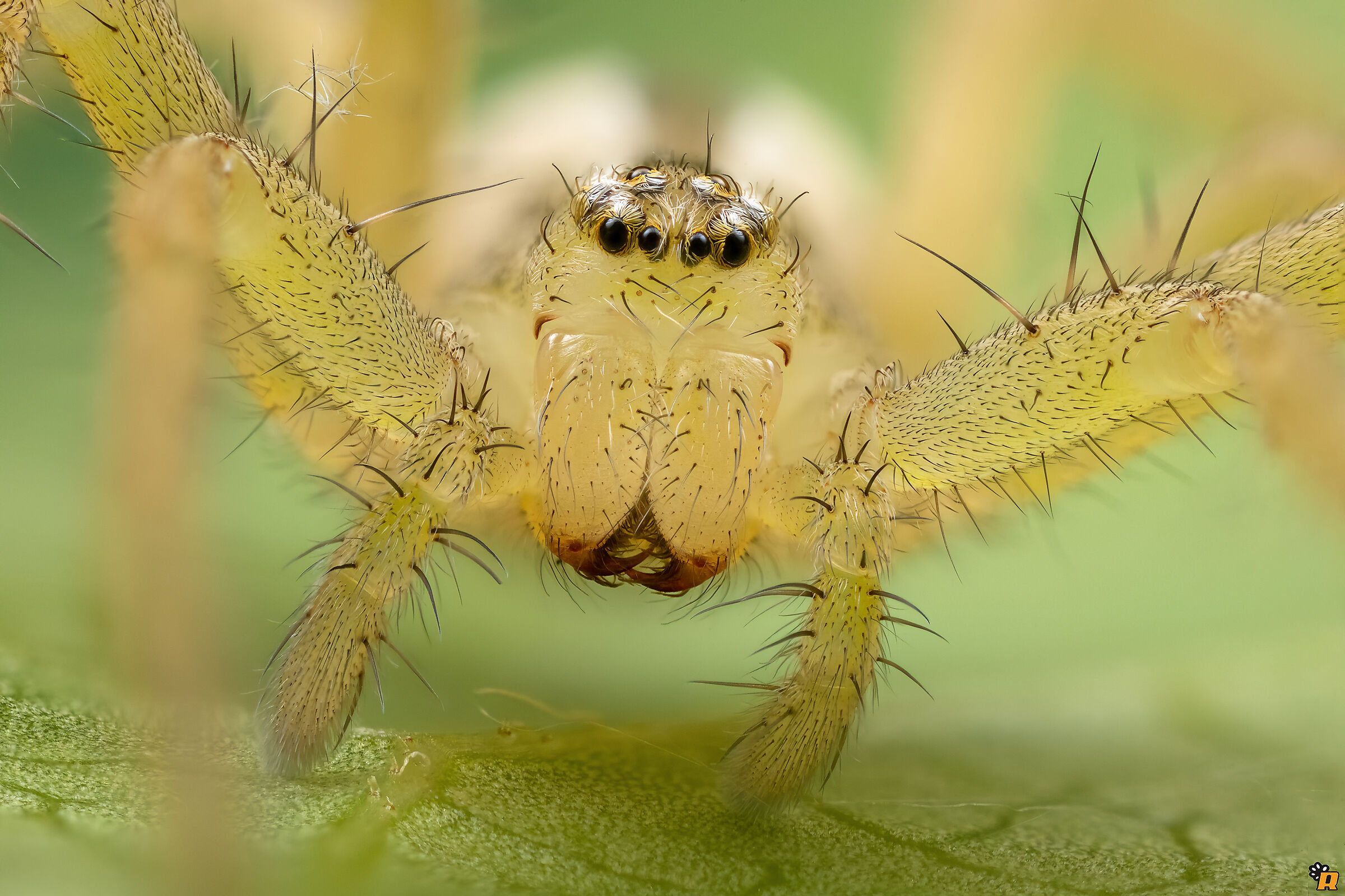 Micrommata