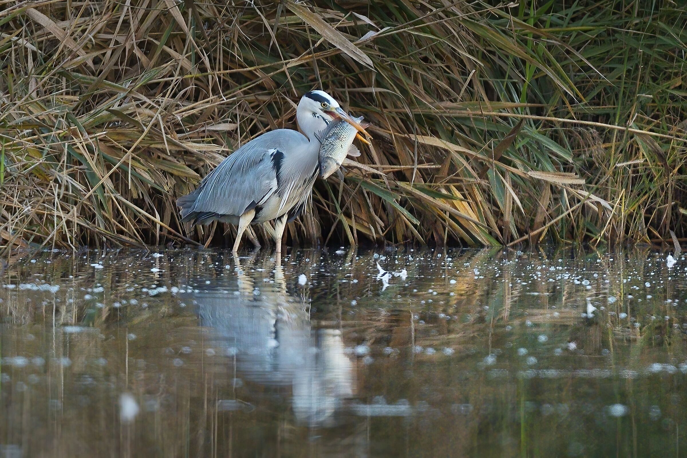 Grey heron with prey