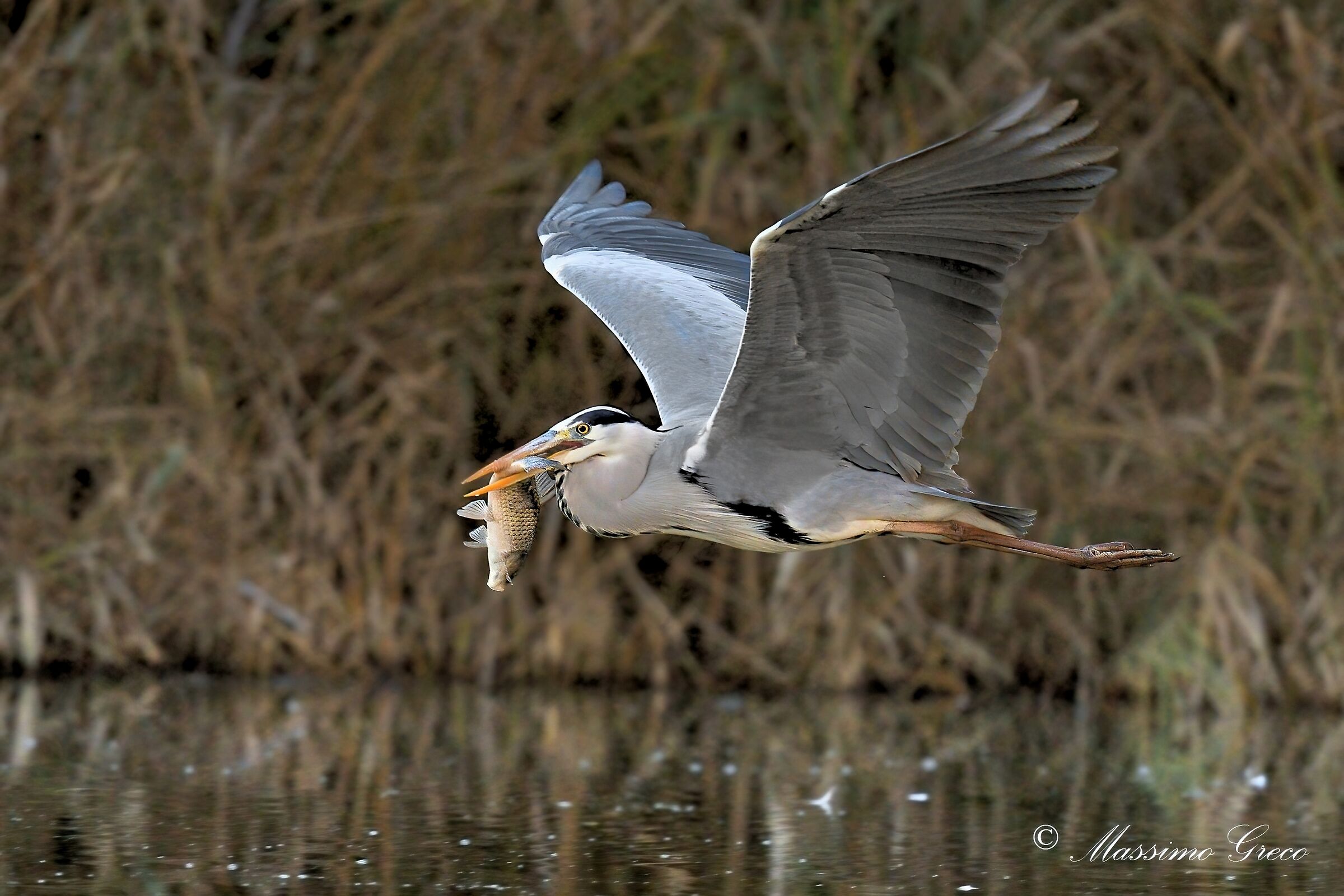?In flight with prey? Grey heron