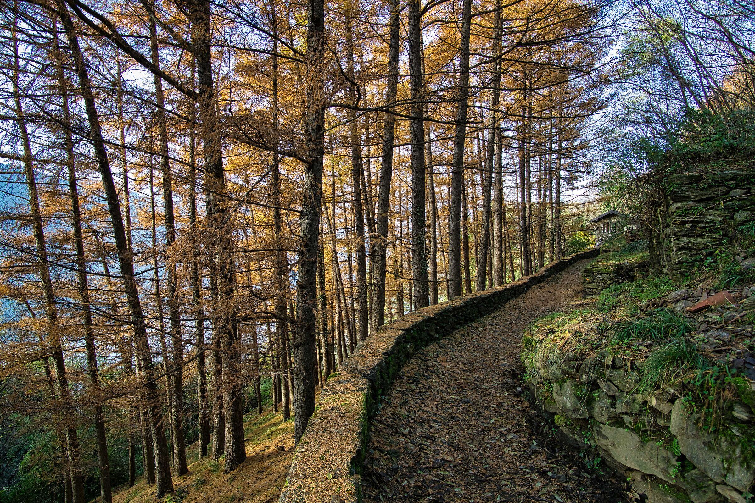 autumn