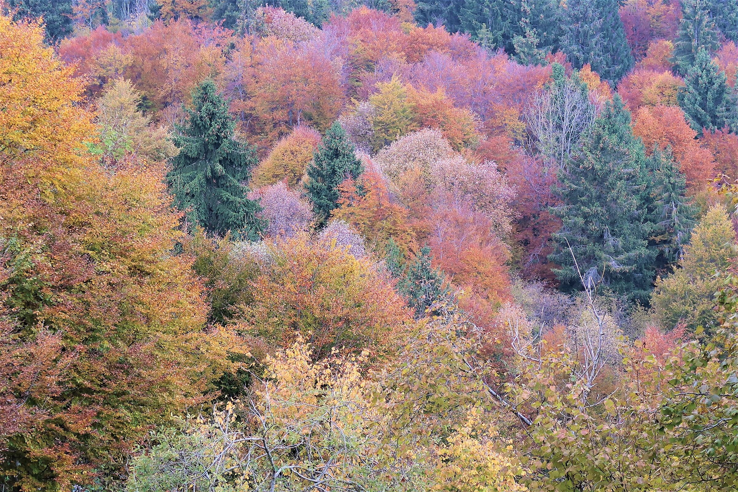 Autunno in multicolor