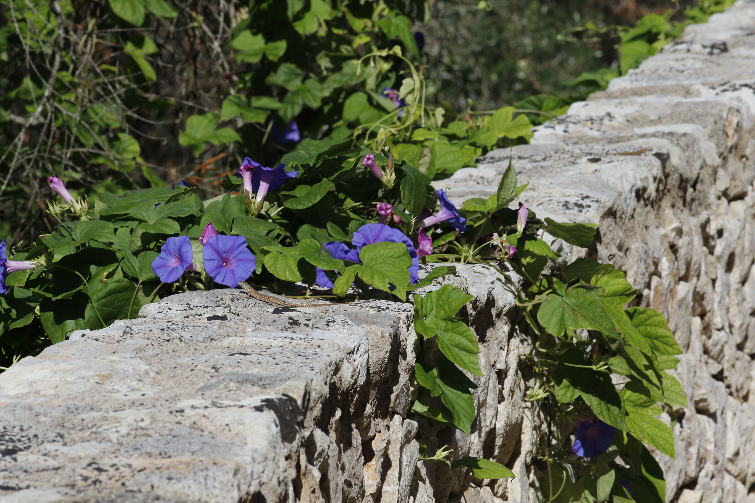 Canon 7d II / 200 f.2.8 L II