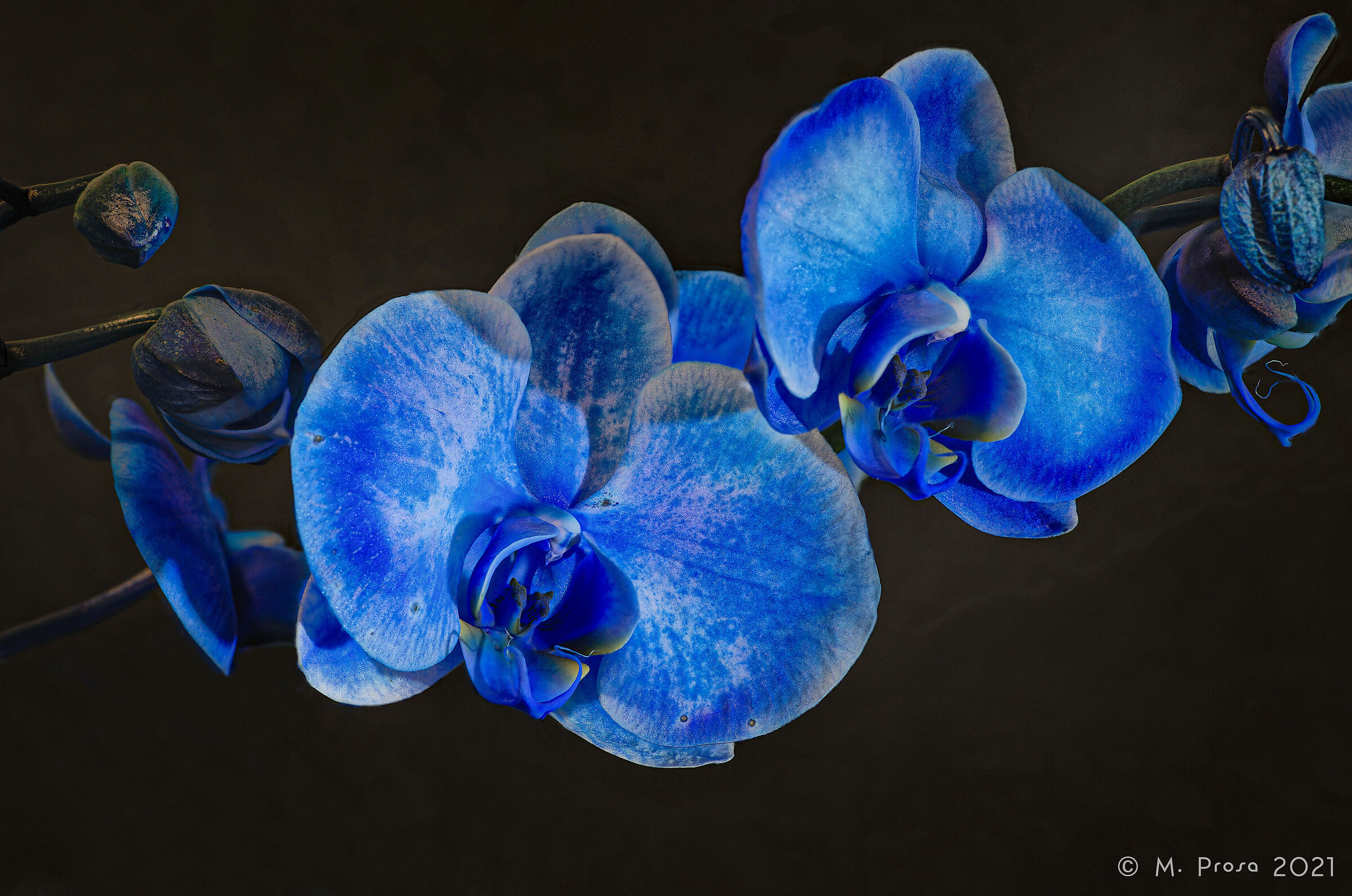 Orchidea Blu