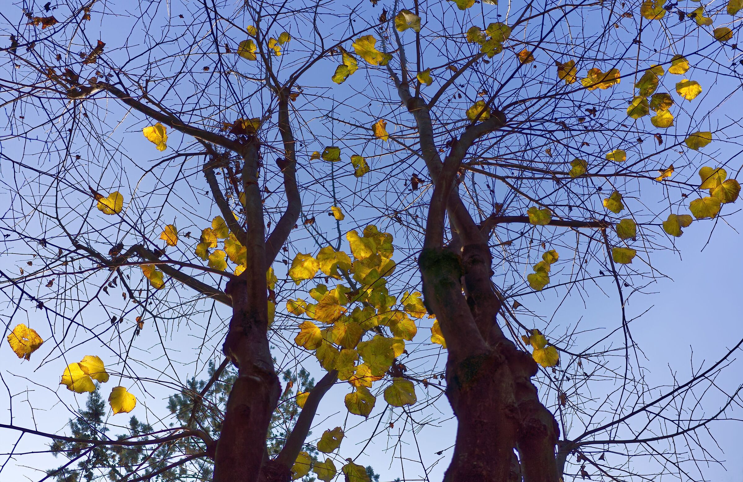 Lautunno leaves