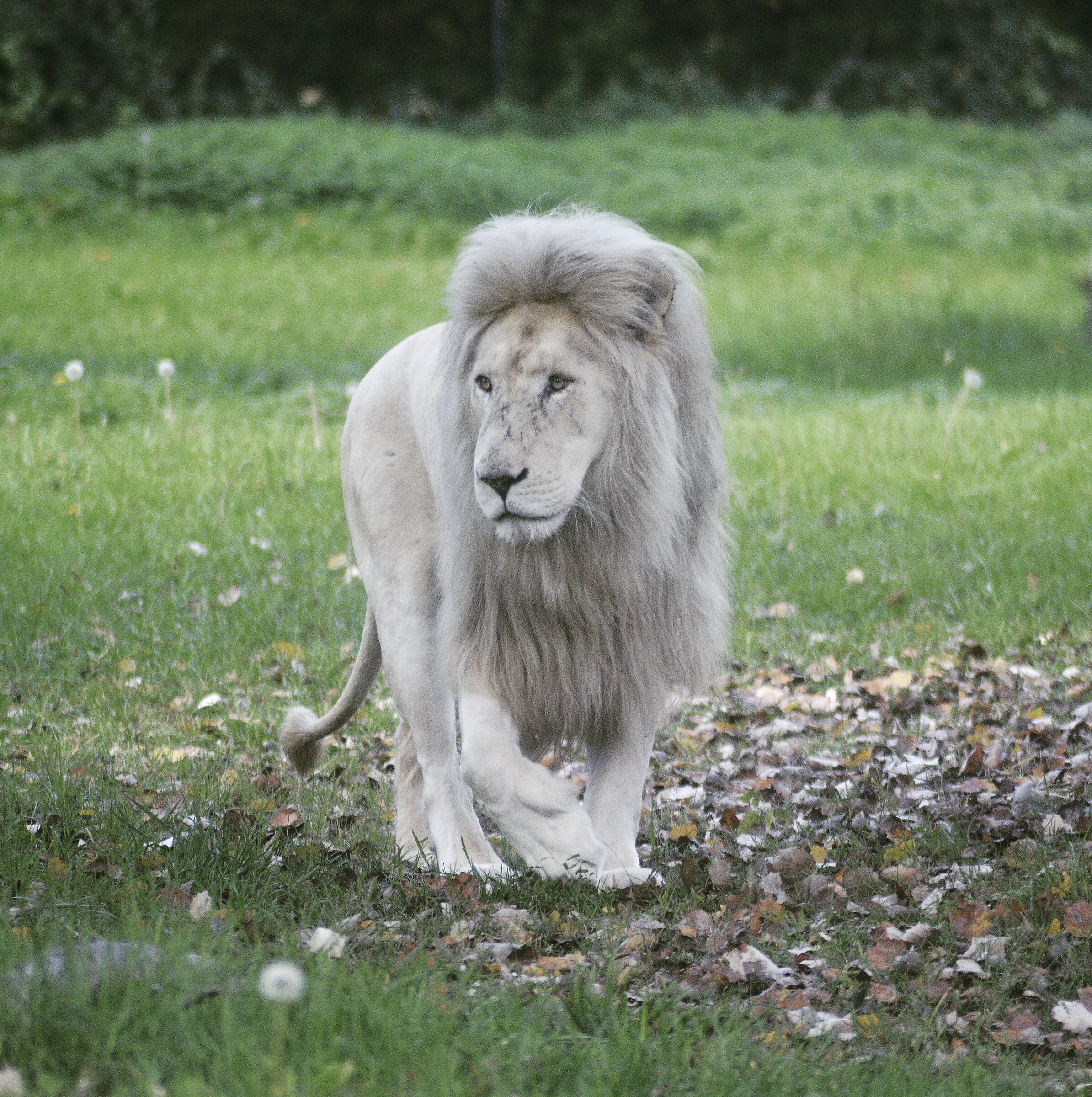 White lion
