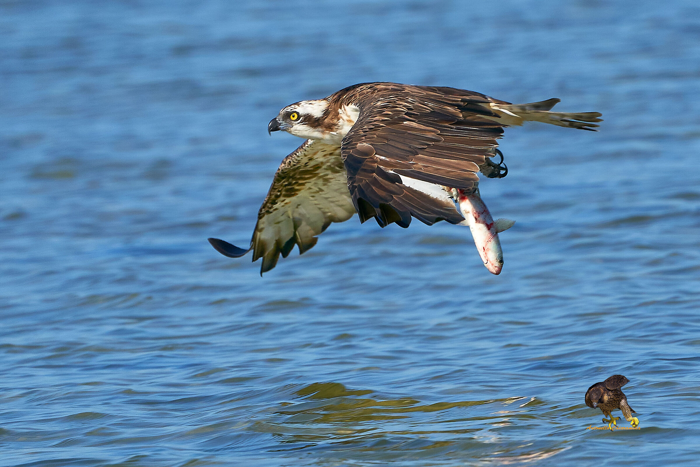 Falco Pescatore