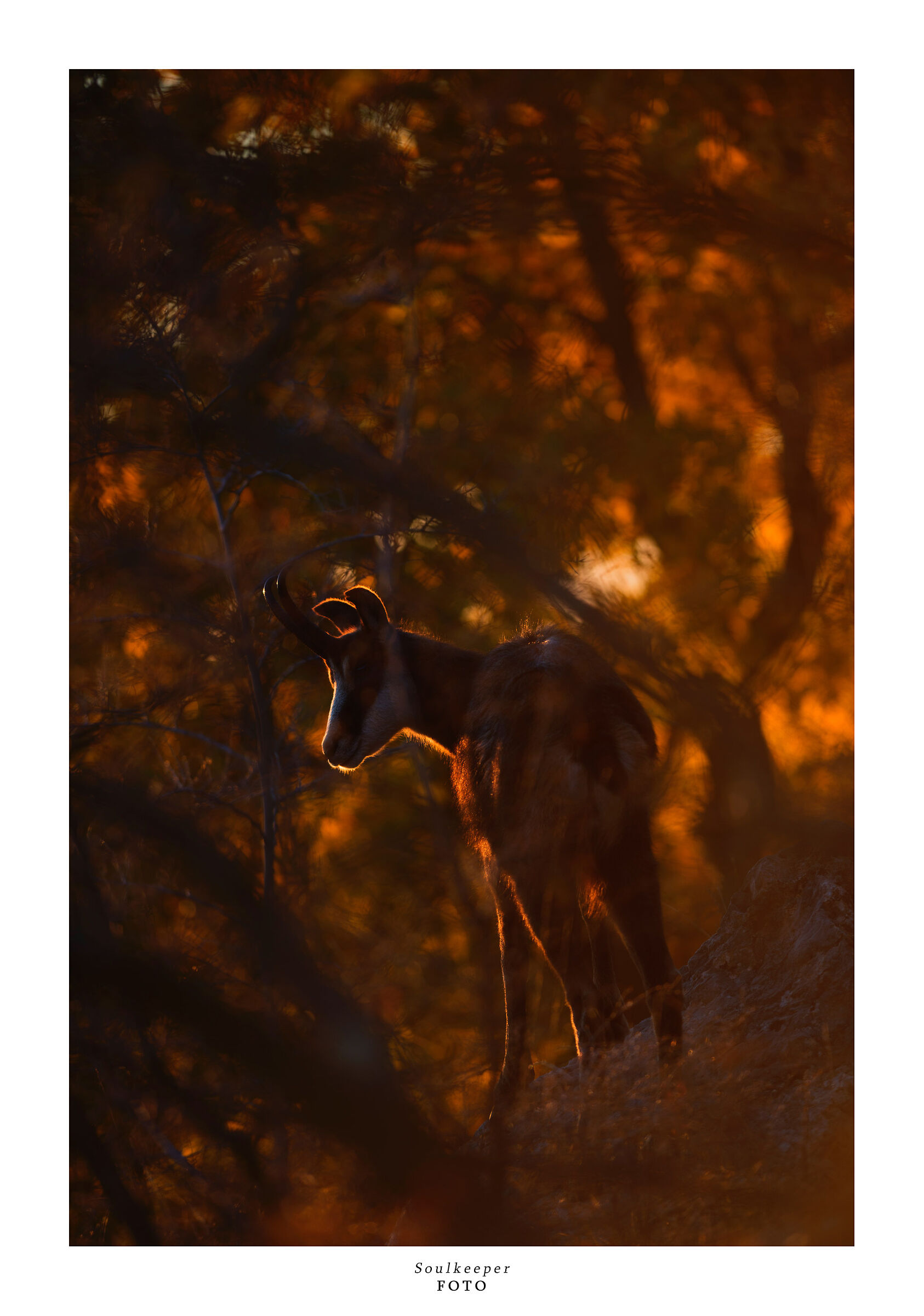 The last light. Chamois, Gorizia Karst.