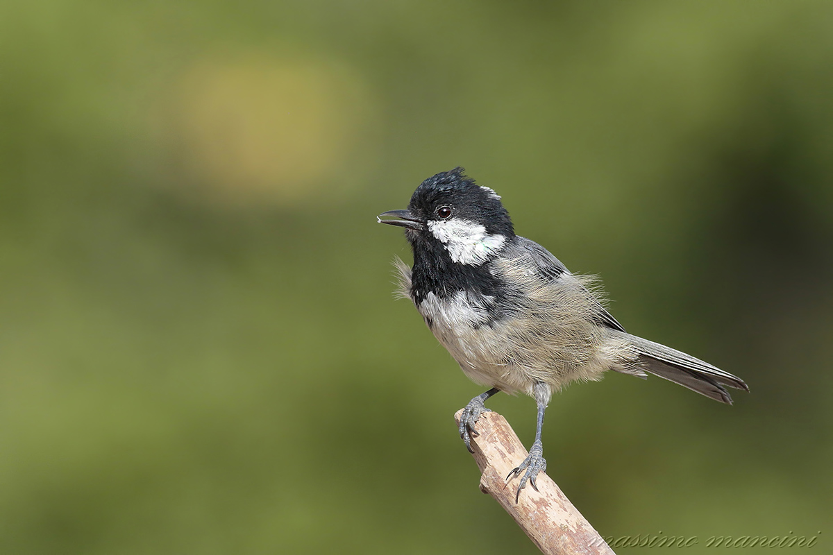 cincia mora (Parus ater)