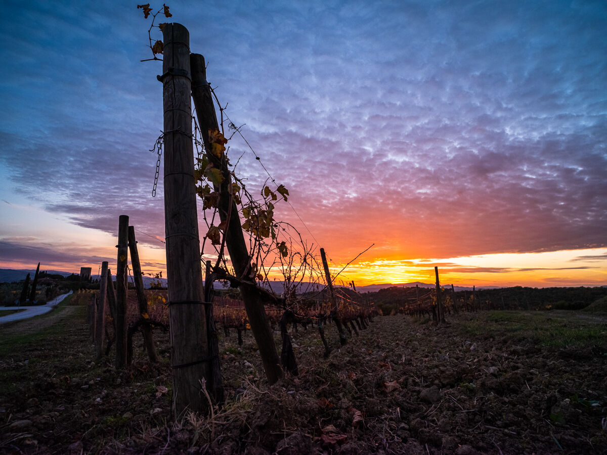 vinesunset