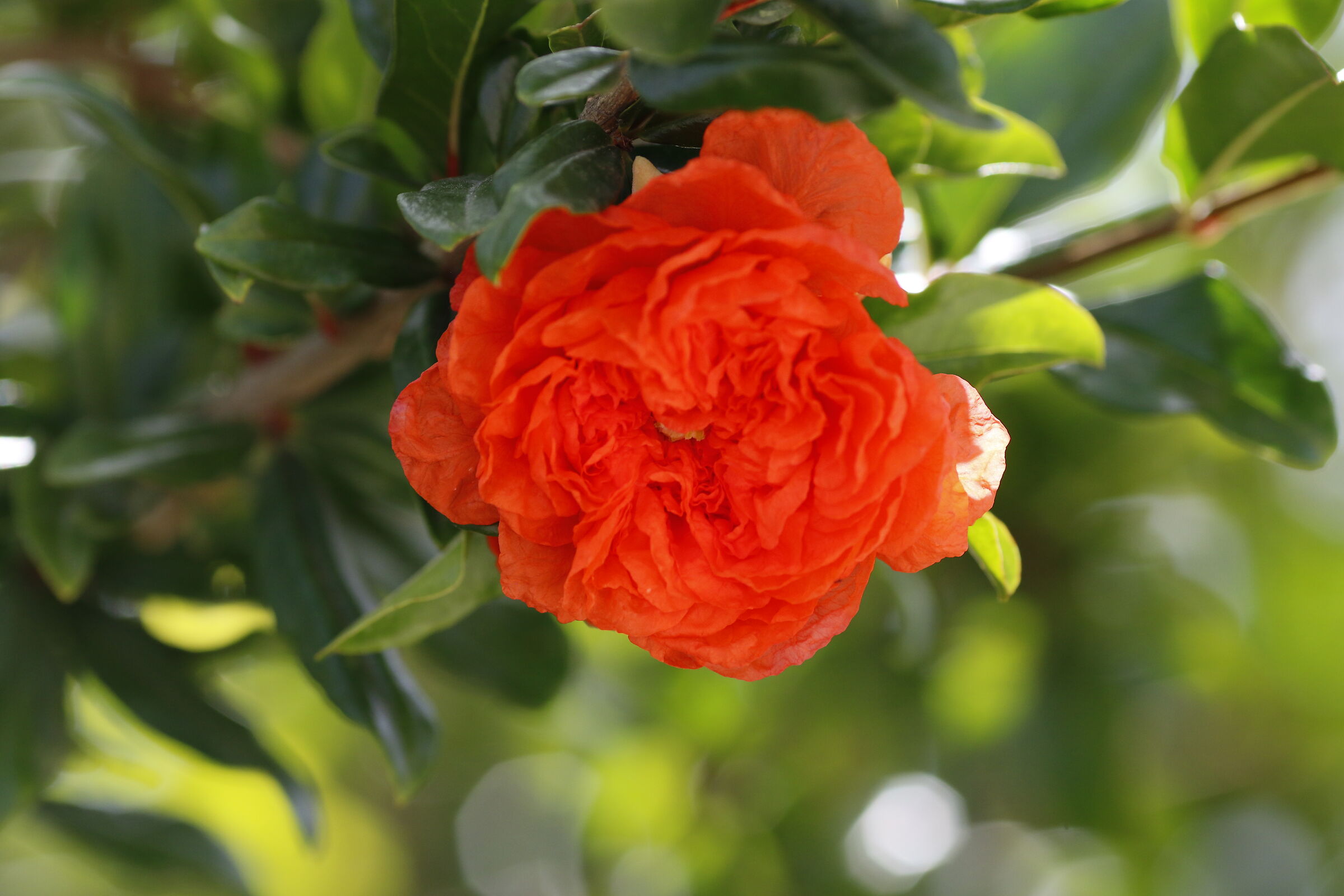 Canon 7d II / 135 F.2 L