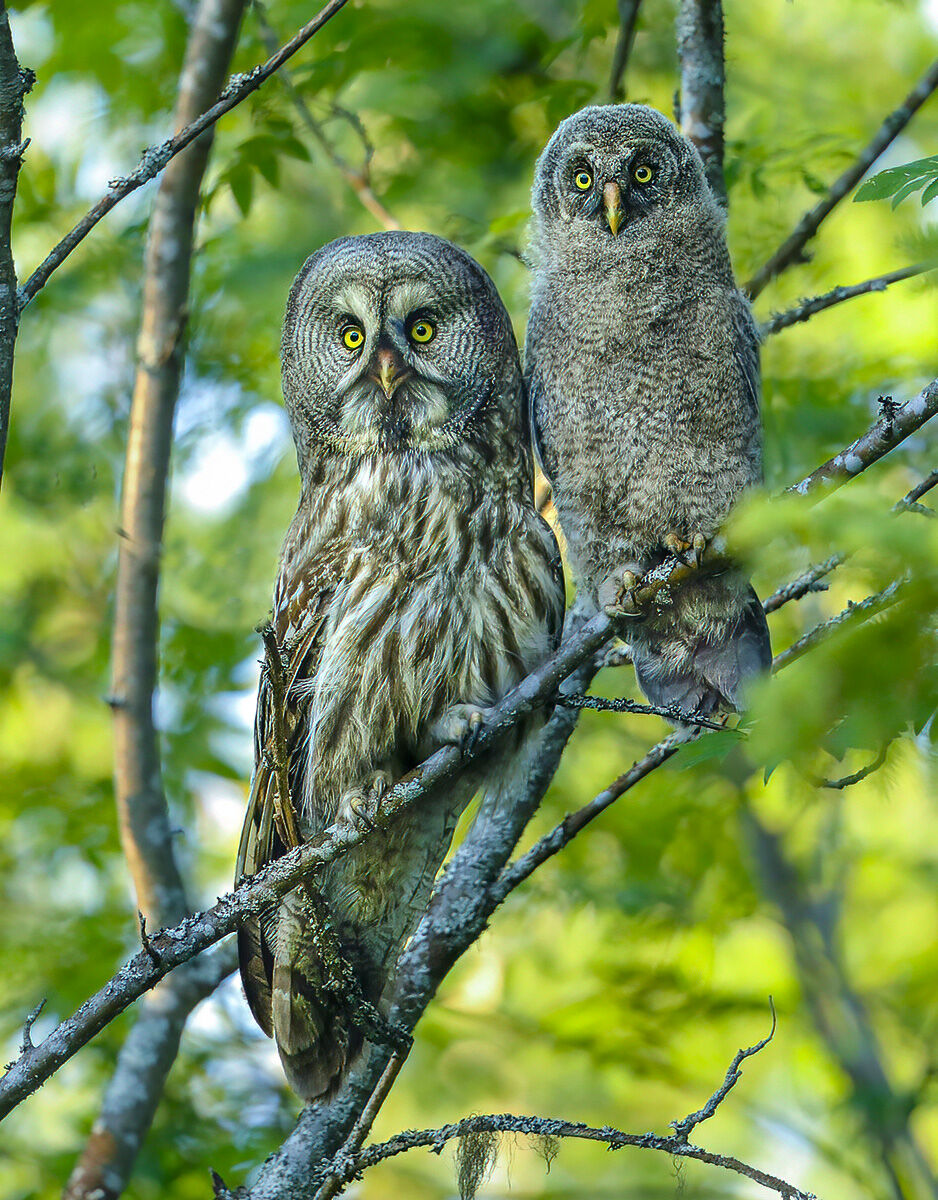 mamma e piccolo, allocco di lapponia