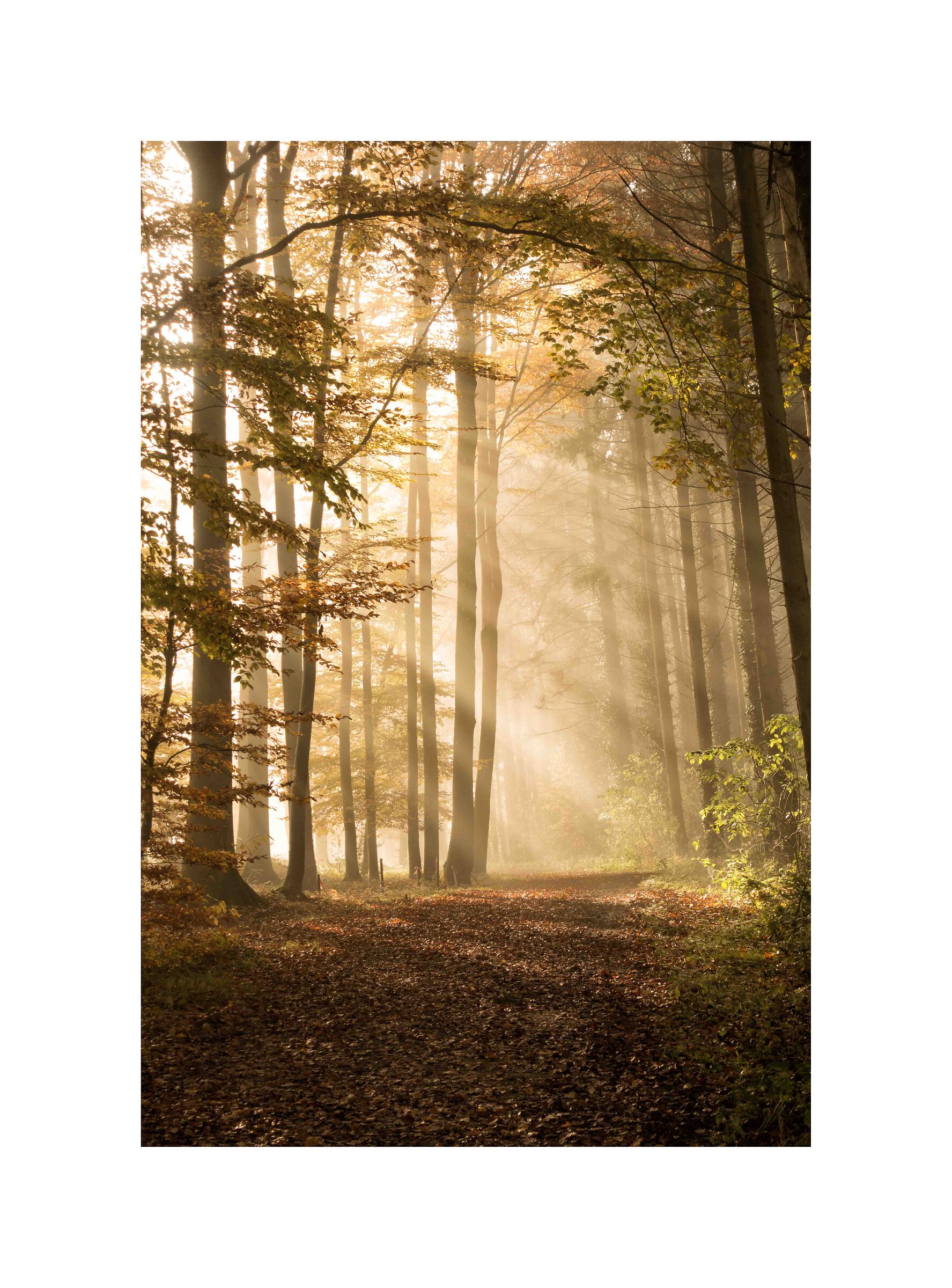 Autumn in Luxembourg
