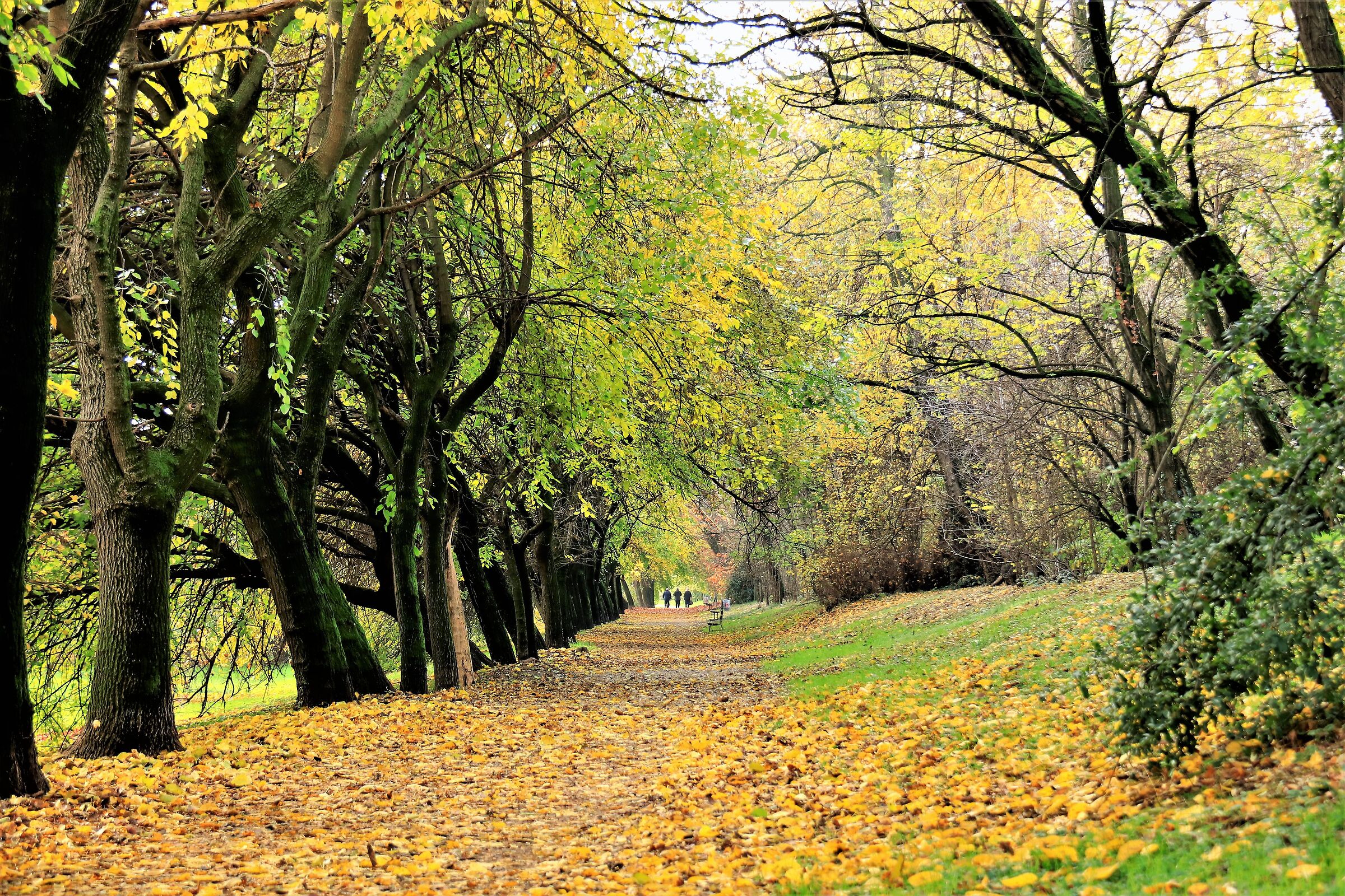 " Il Viale dei gelsi"