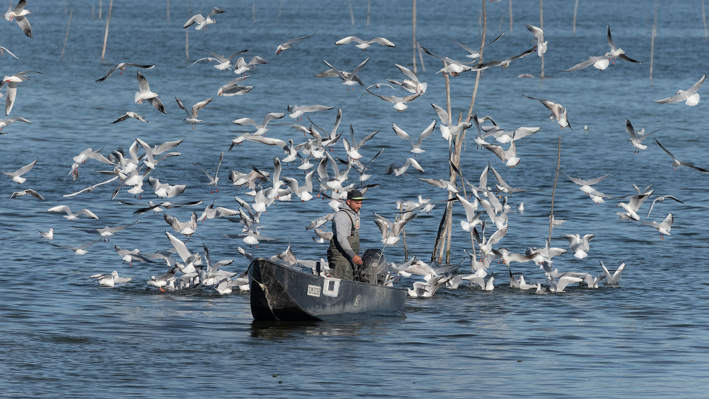 Trasimeno seagulls