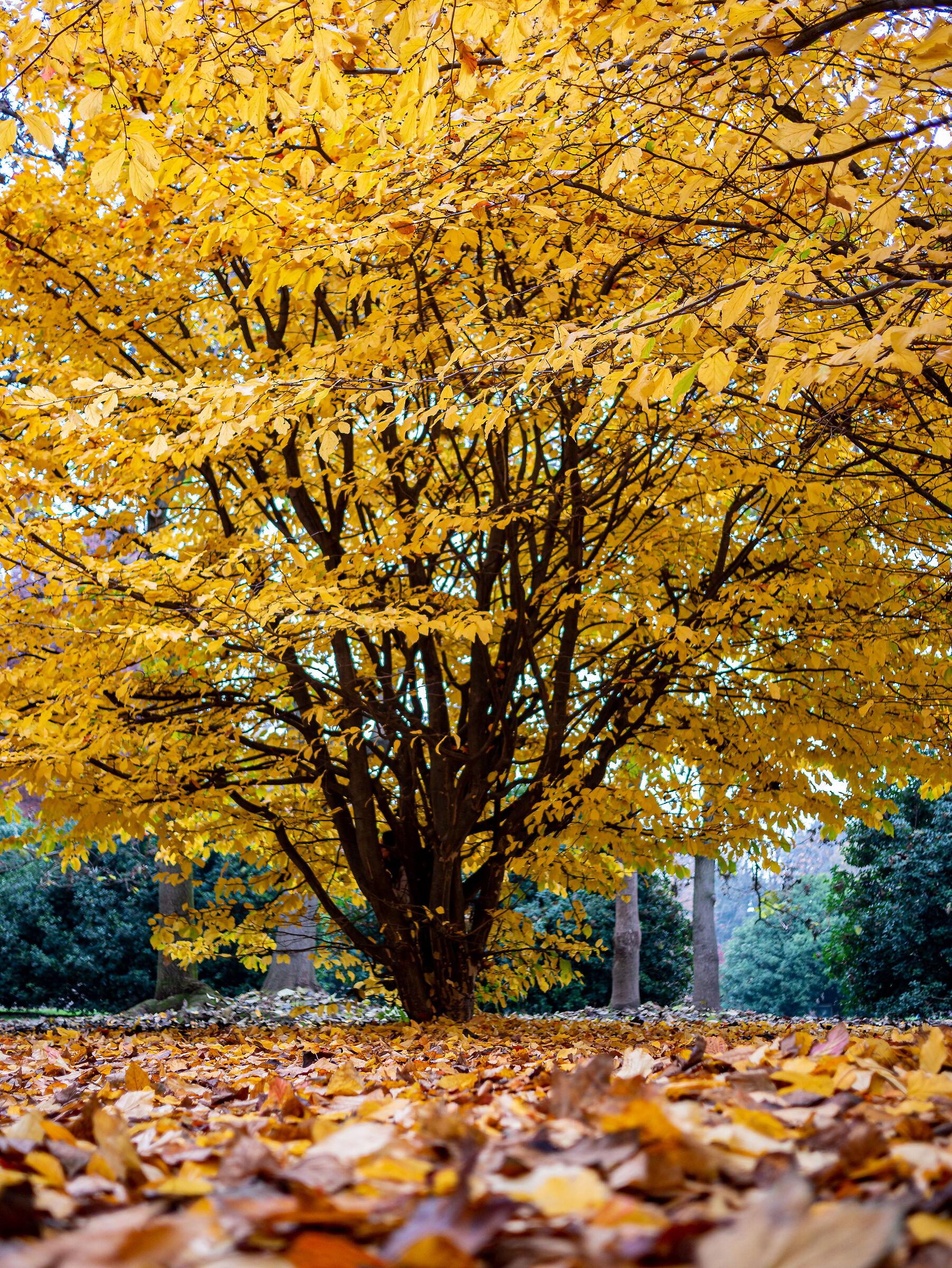 Parco Sempione - Autumn