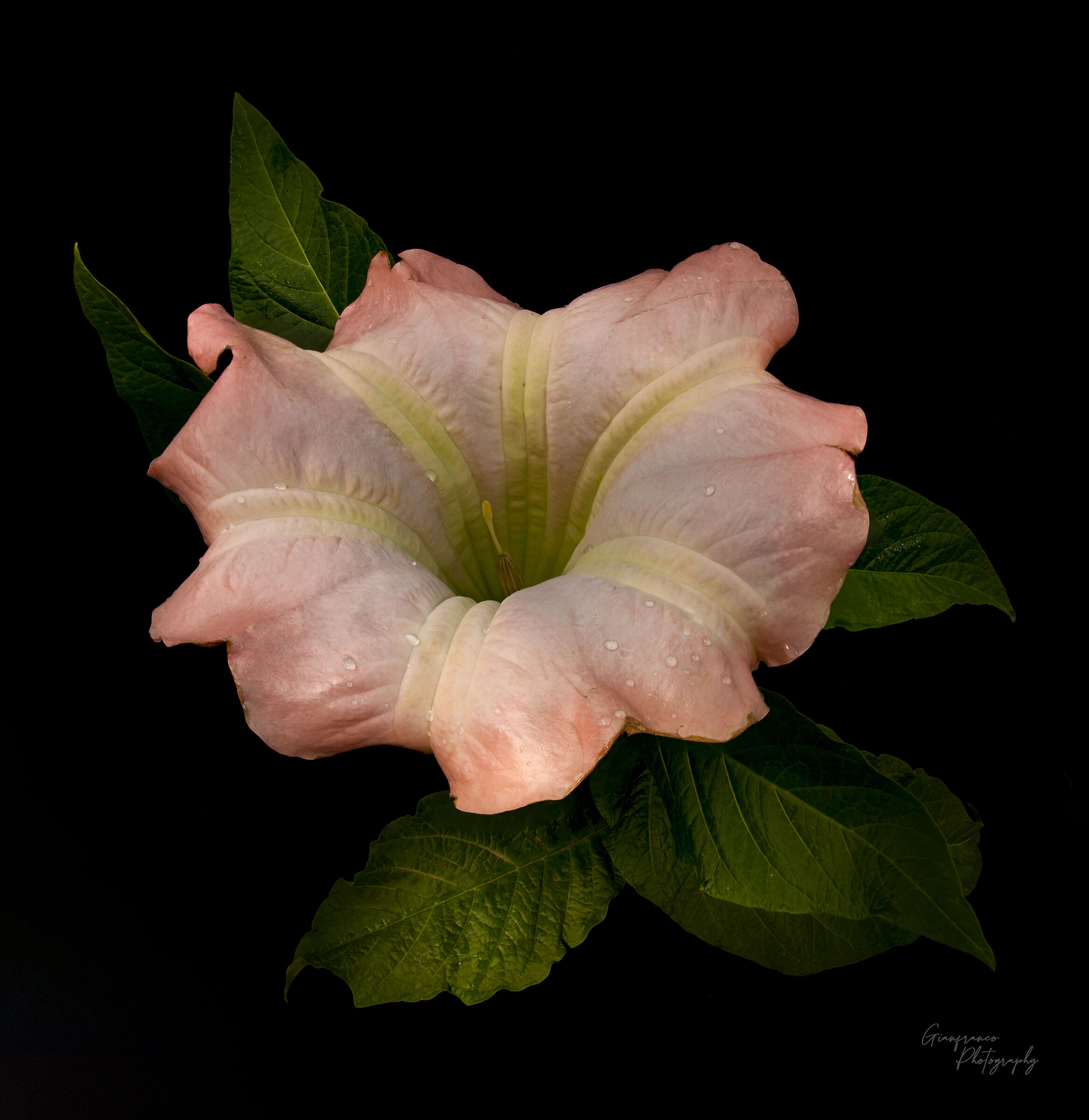 Brugmansia flower