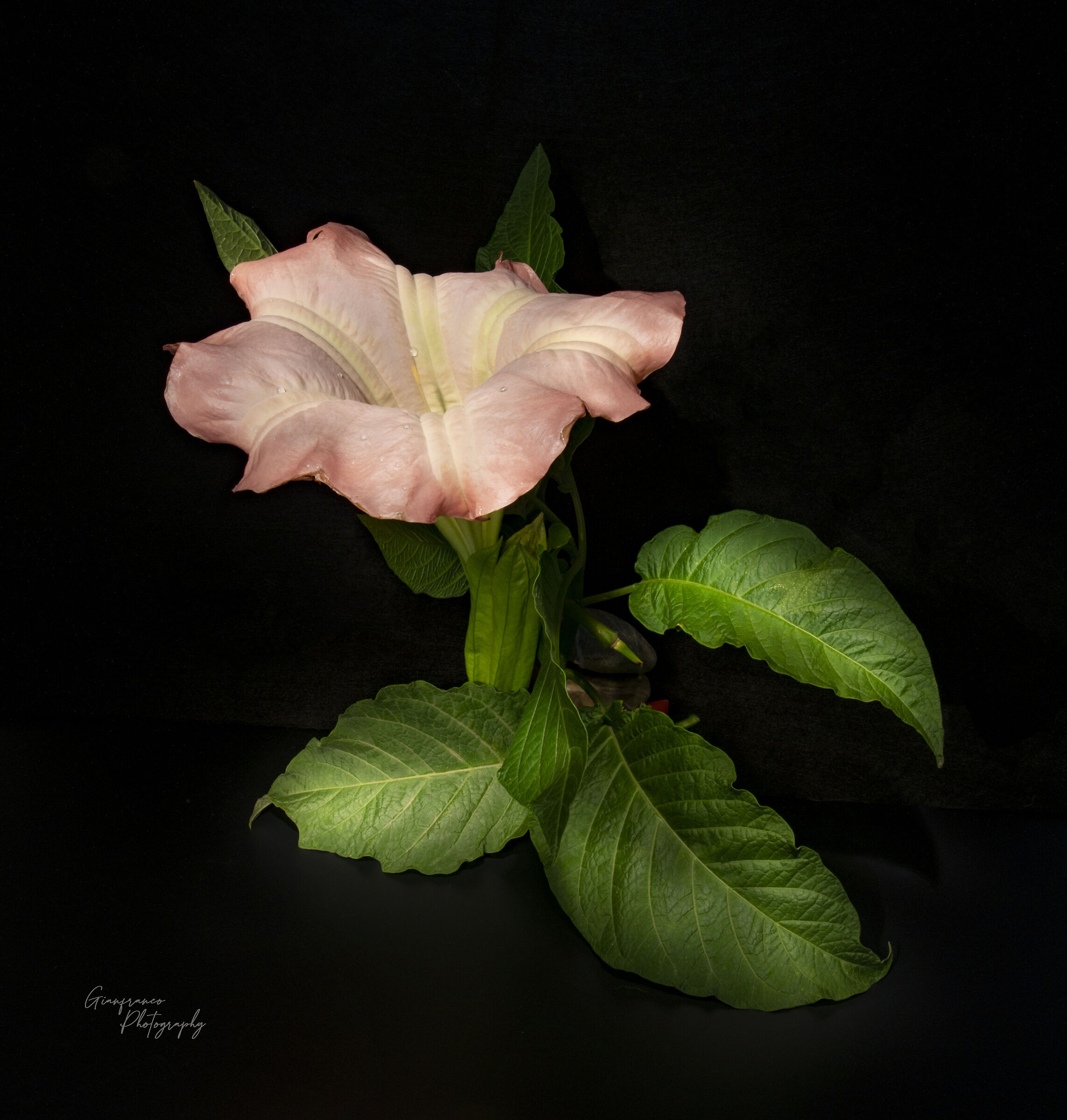 Brugmansia flower (other view)