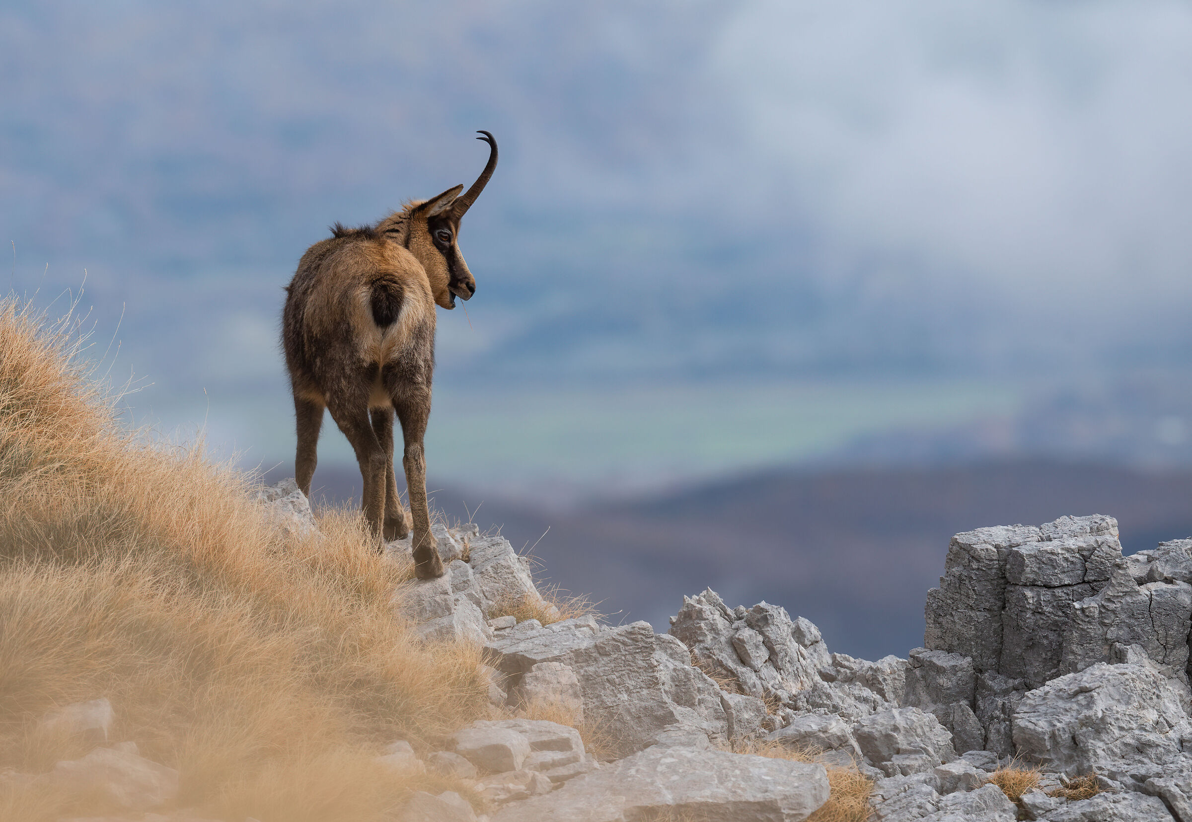 The chamois of Abruzzo