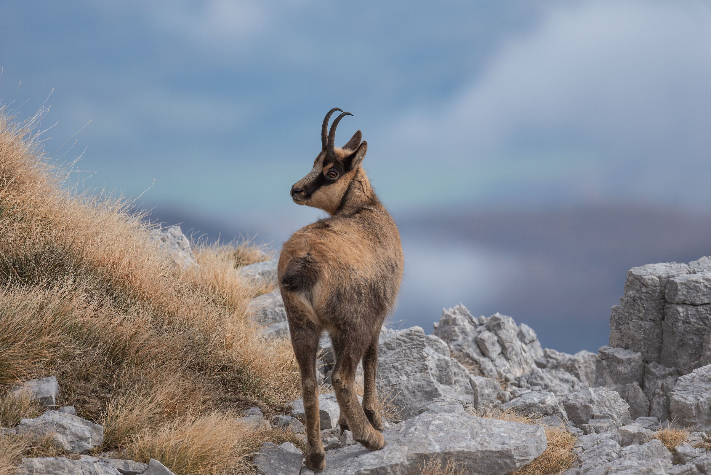 The chamois of Abruzzo II
