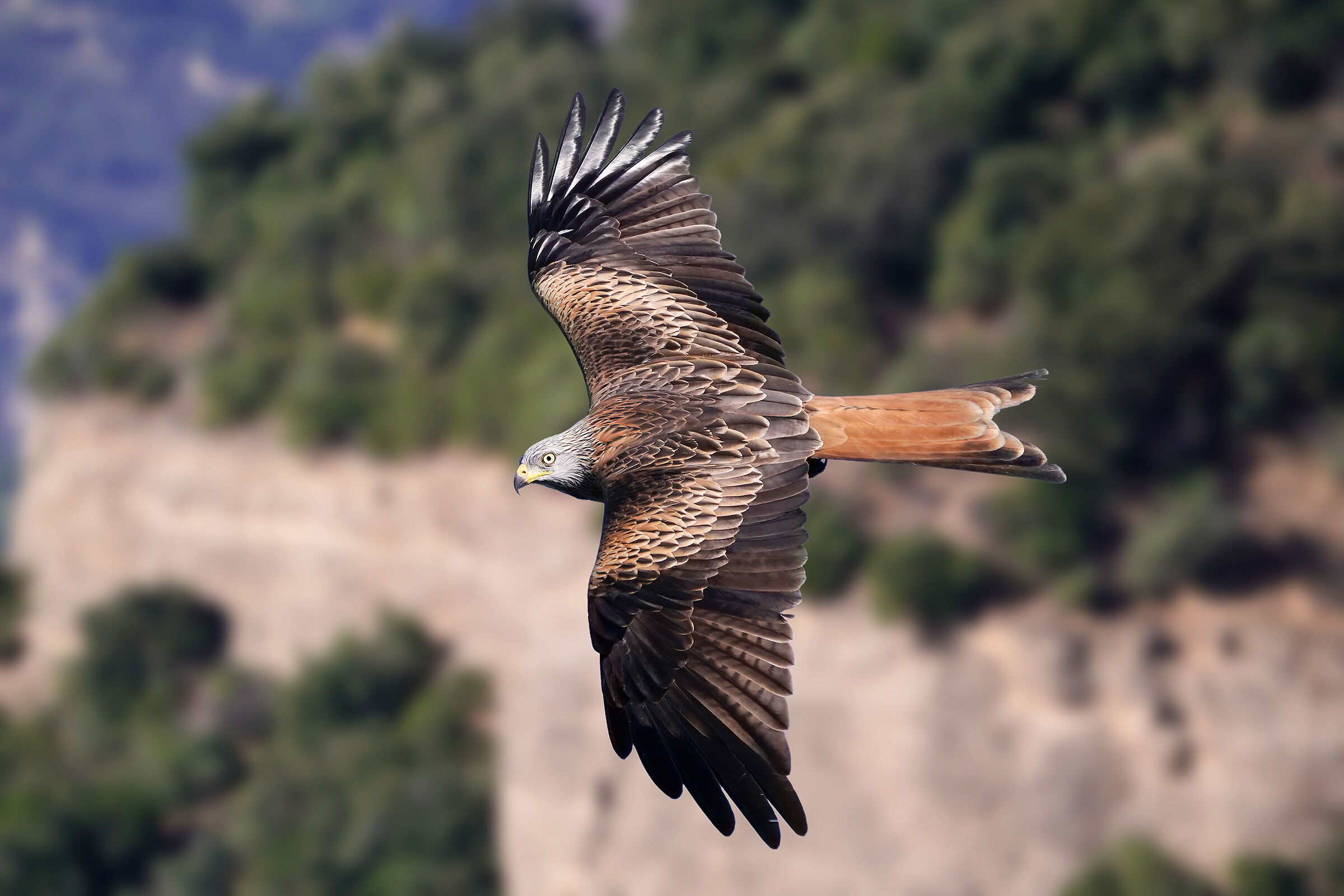 Red kite