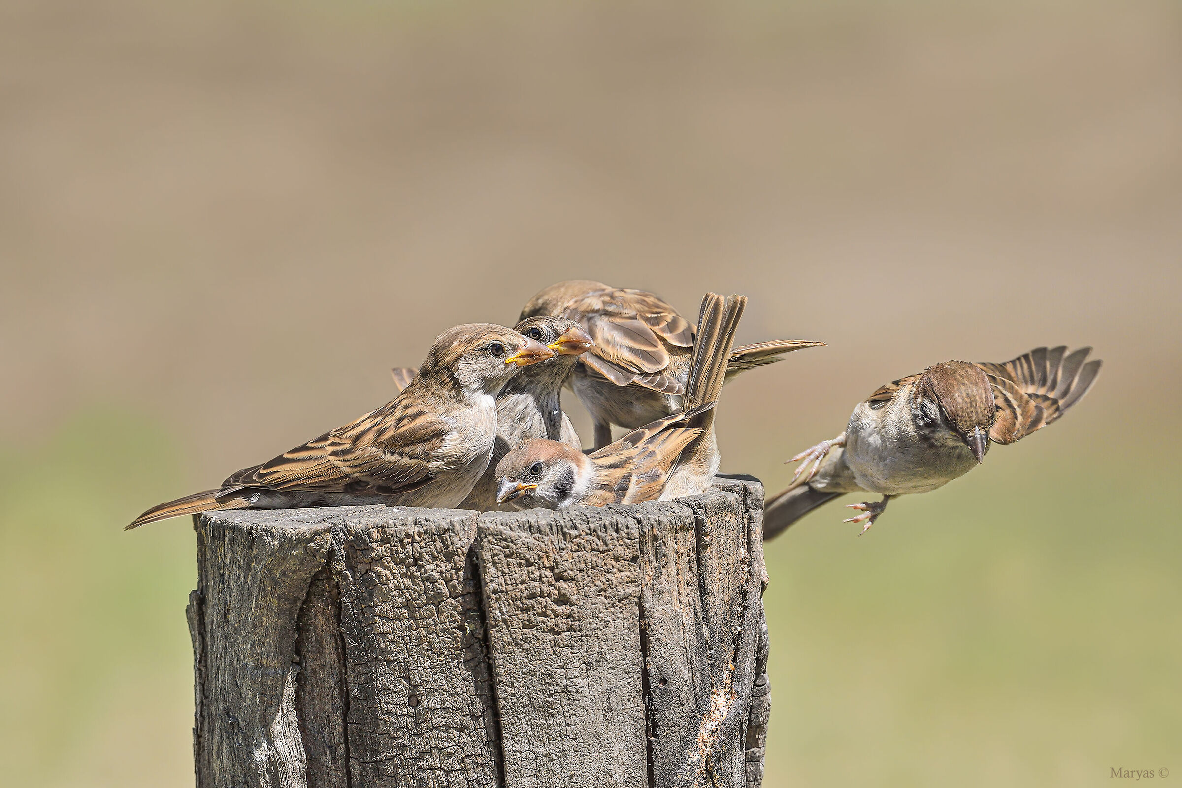 Appuntamento in mensa