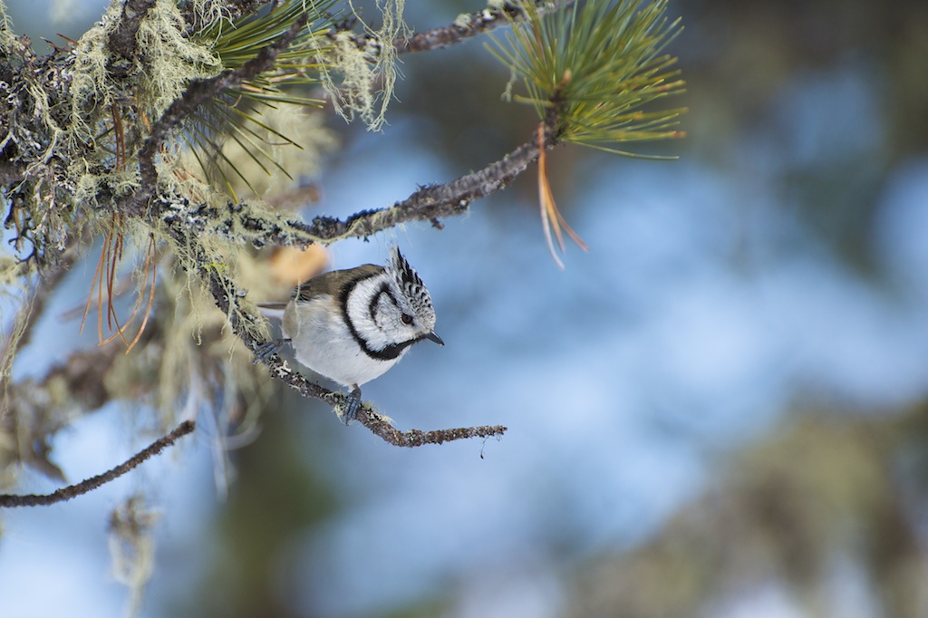 Crested Tit