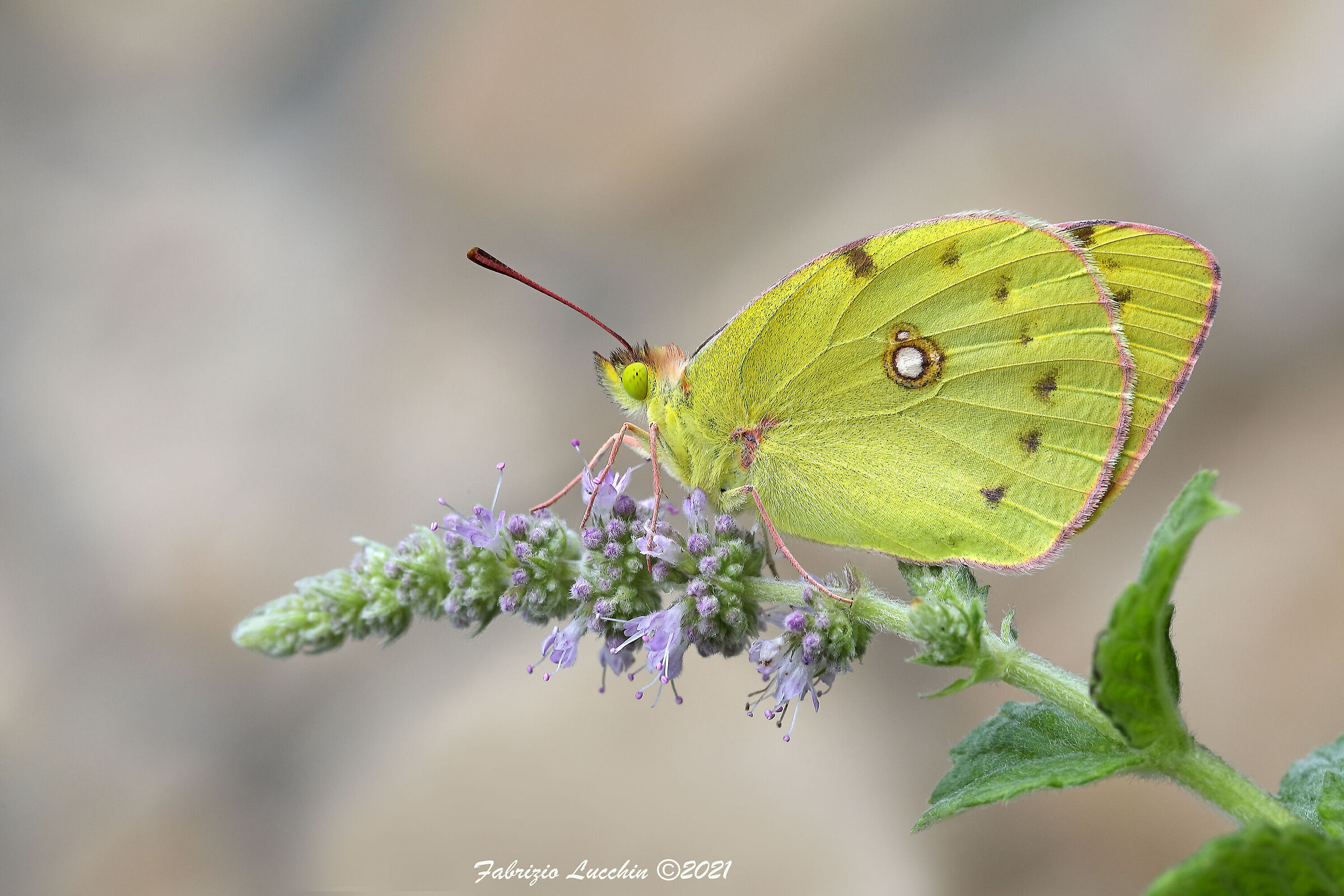 Colias crocea (esemplare Femmina)