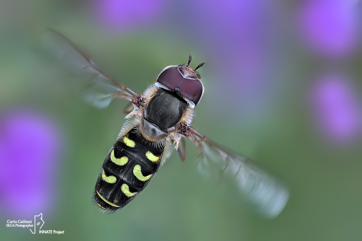 Selenitic scaeva