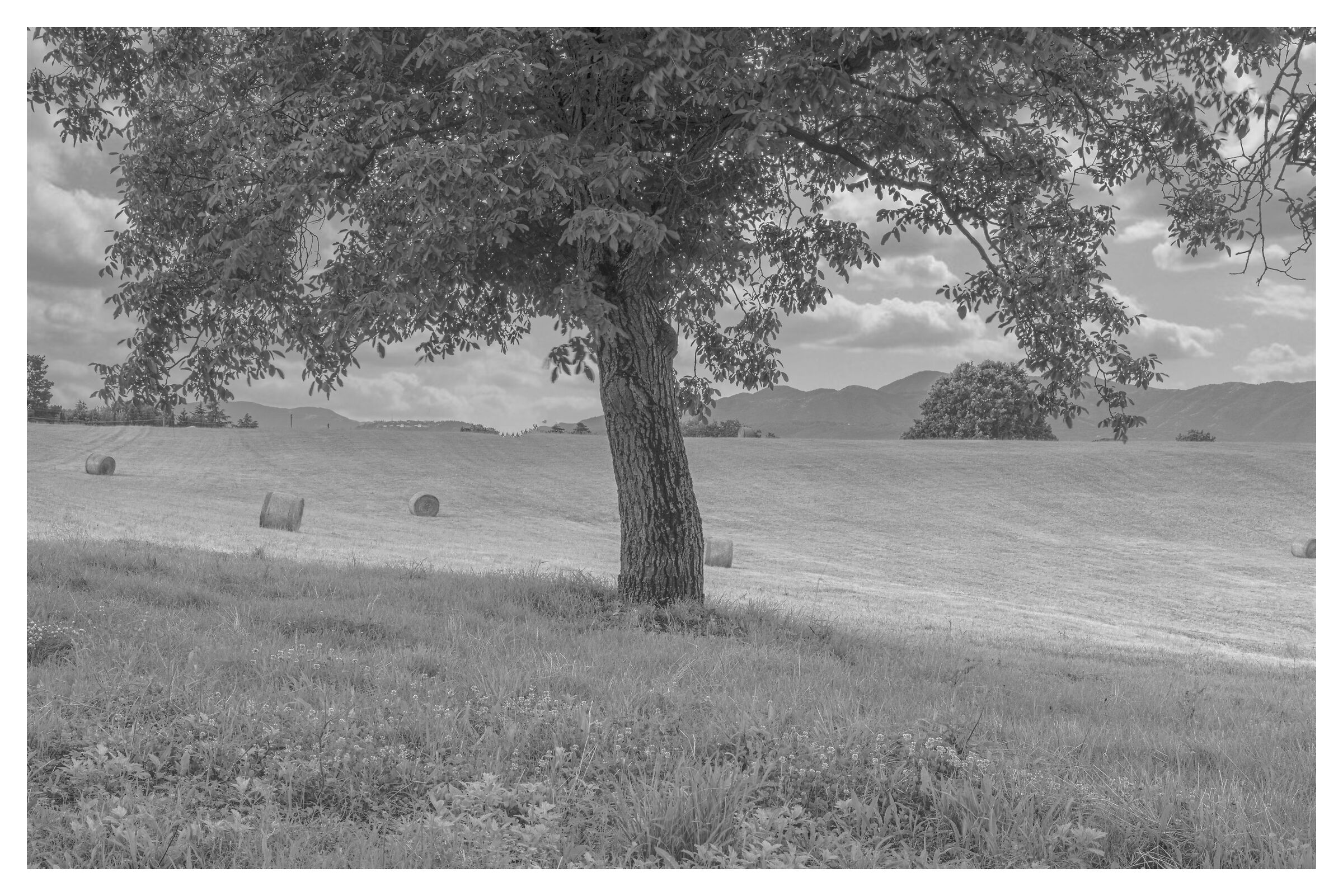 Albero in B&W