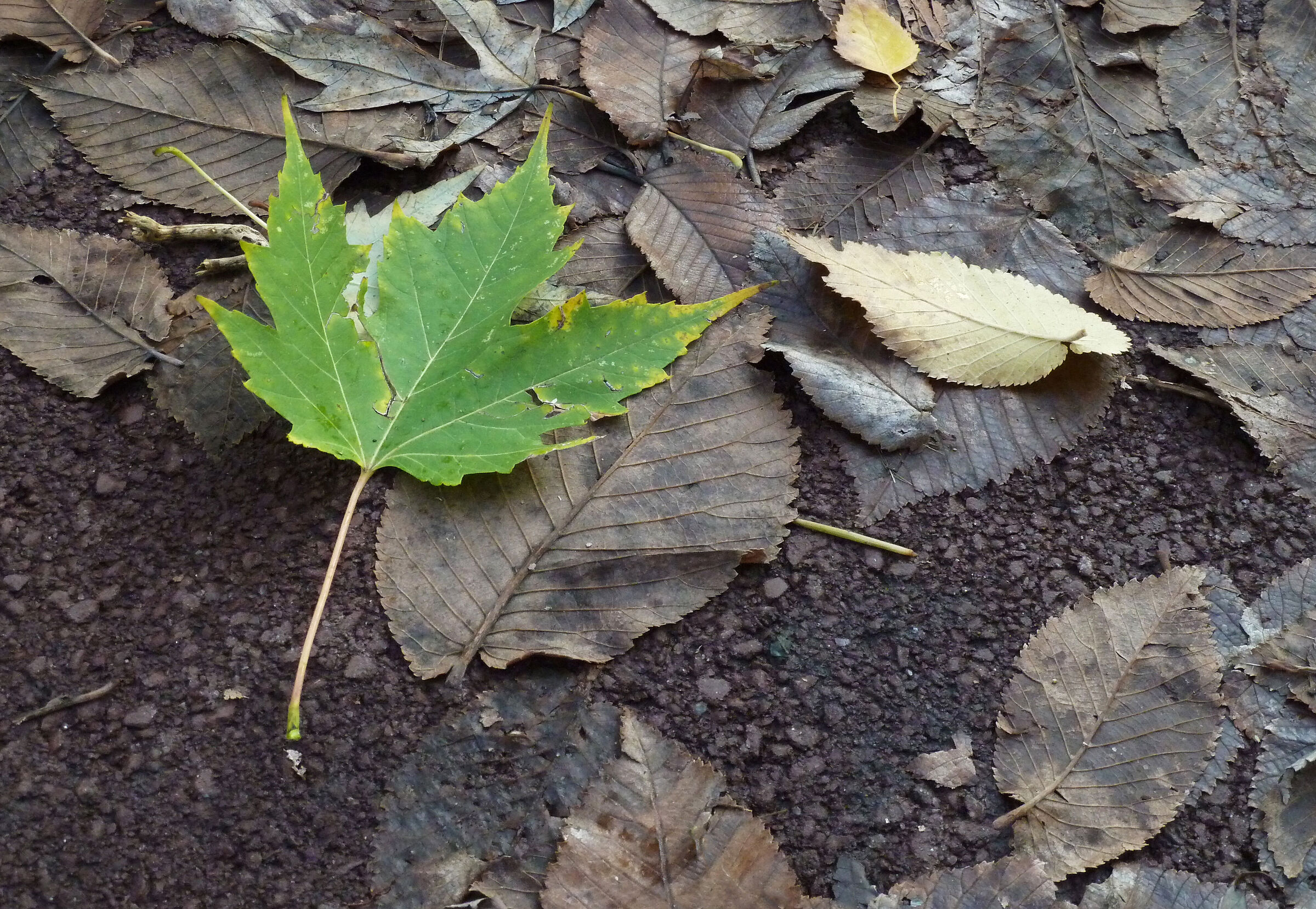 make way for young people ..