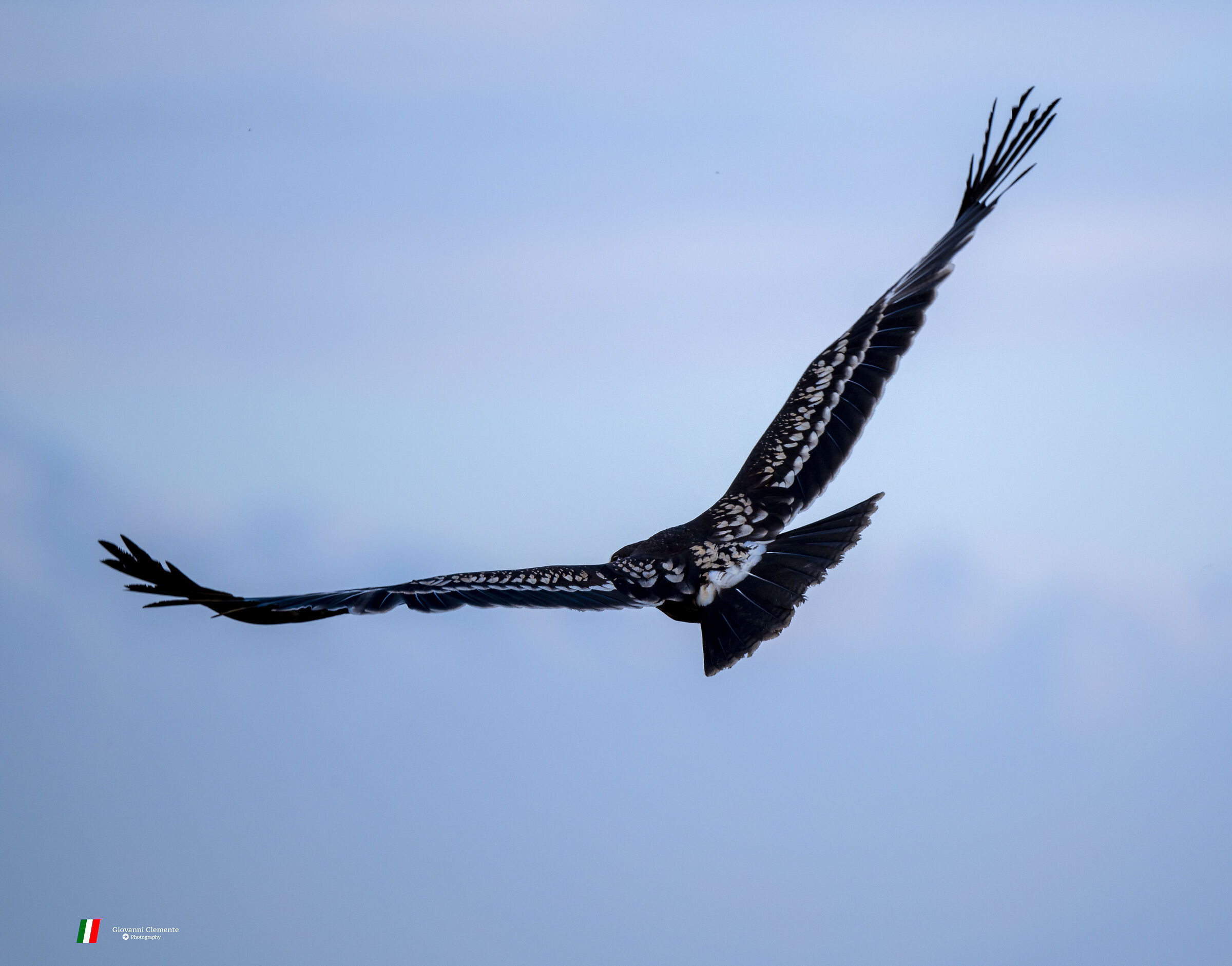 Eagle Duck Major