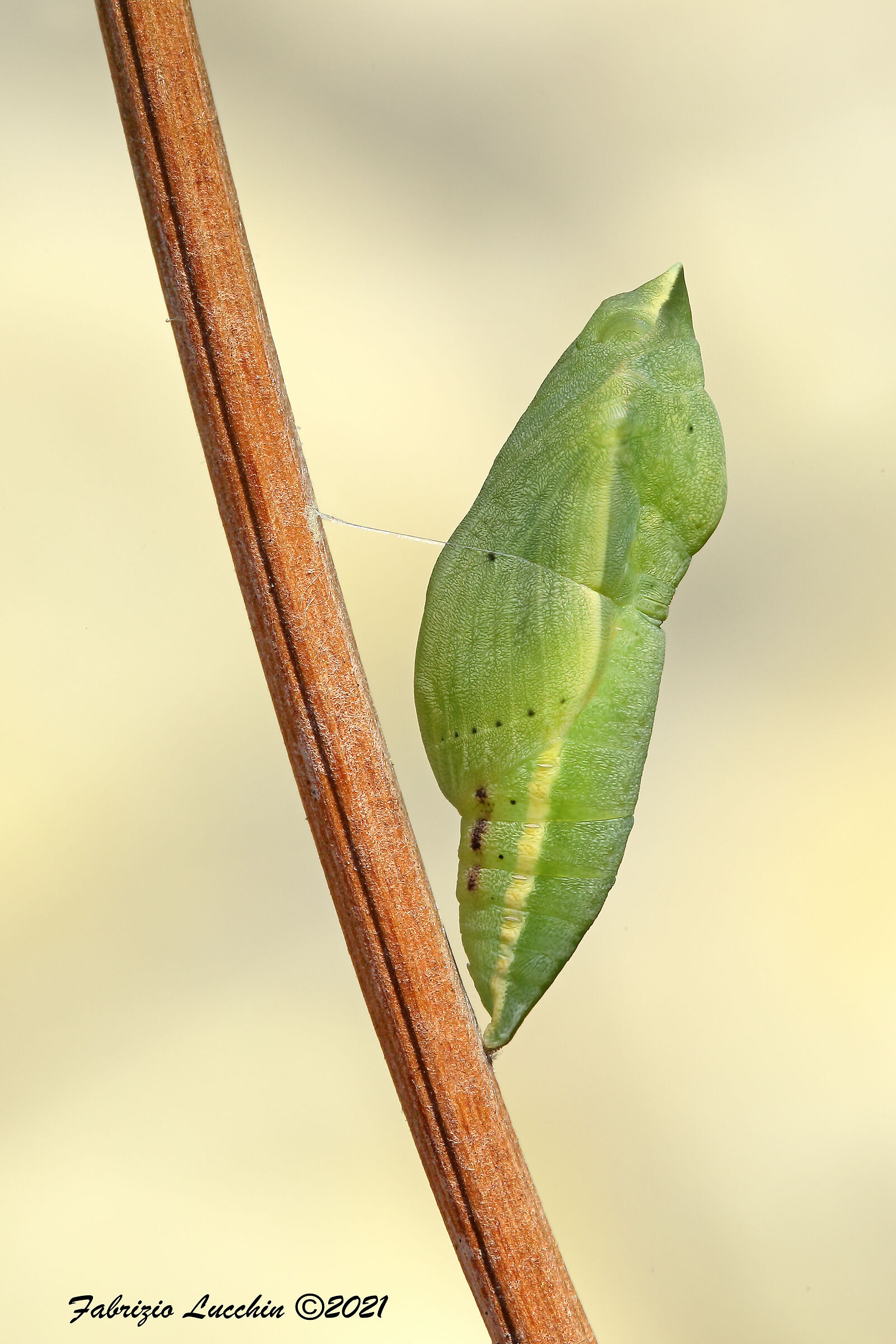 Colias crocea (Crisalide)