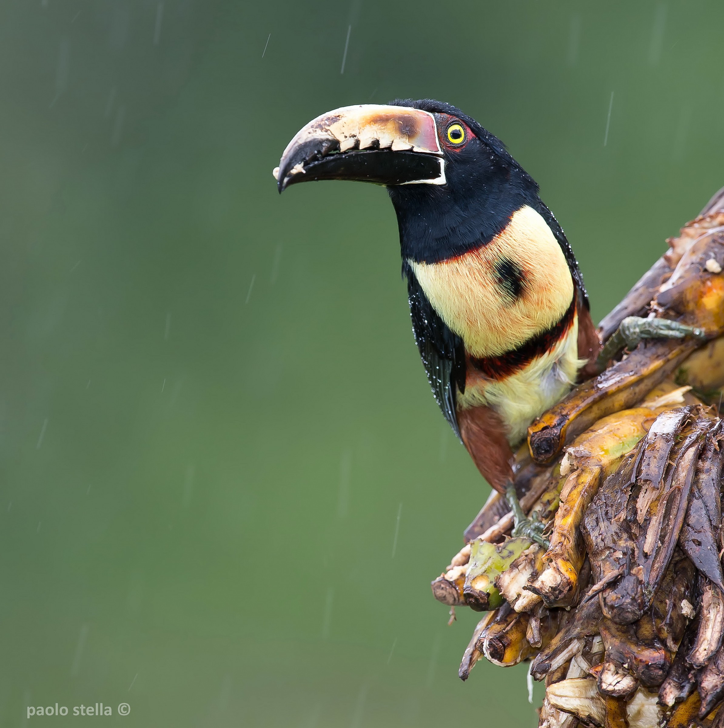 Collared Aracari under the rain - series