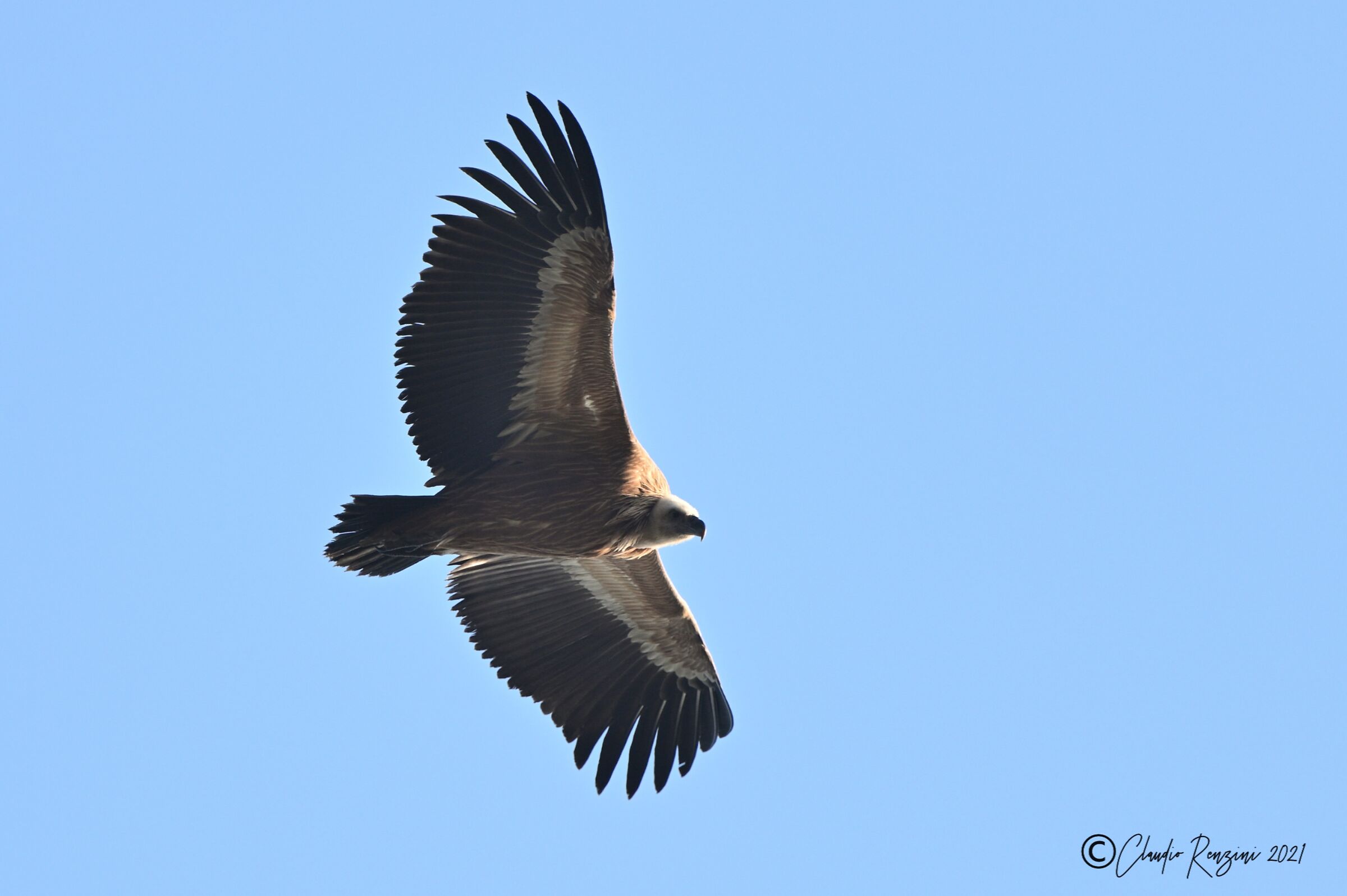 Grifone in volo al tramonto