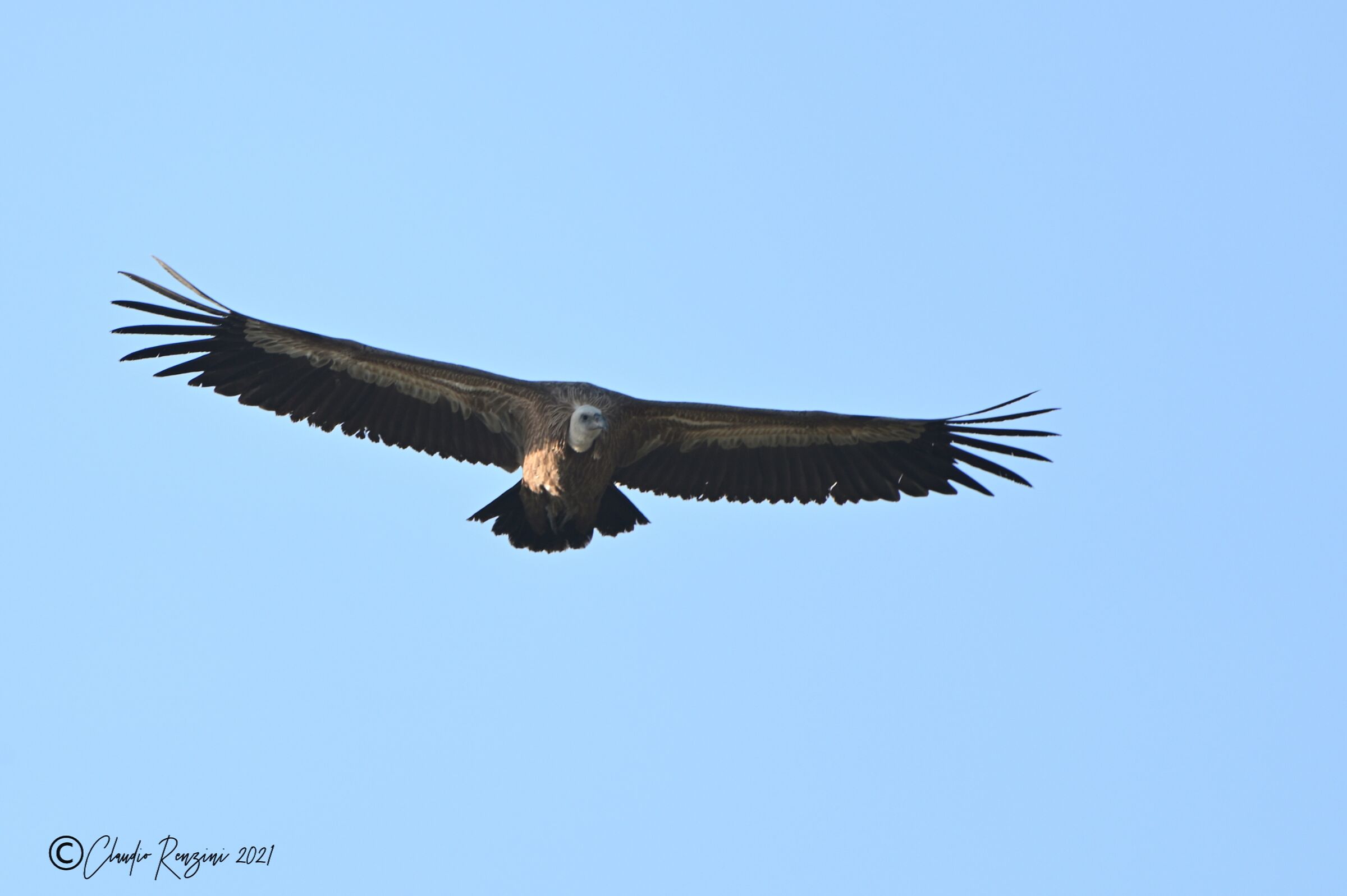 Grifone in volo al tramonto