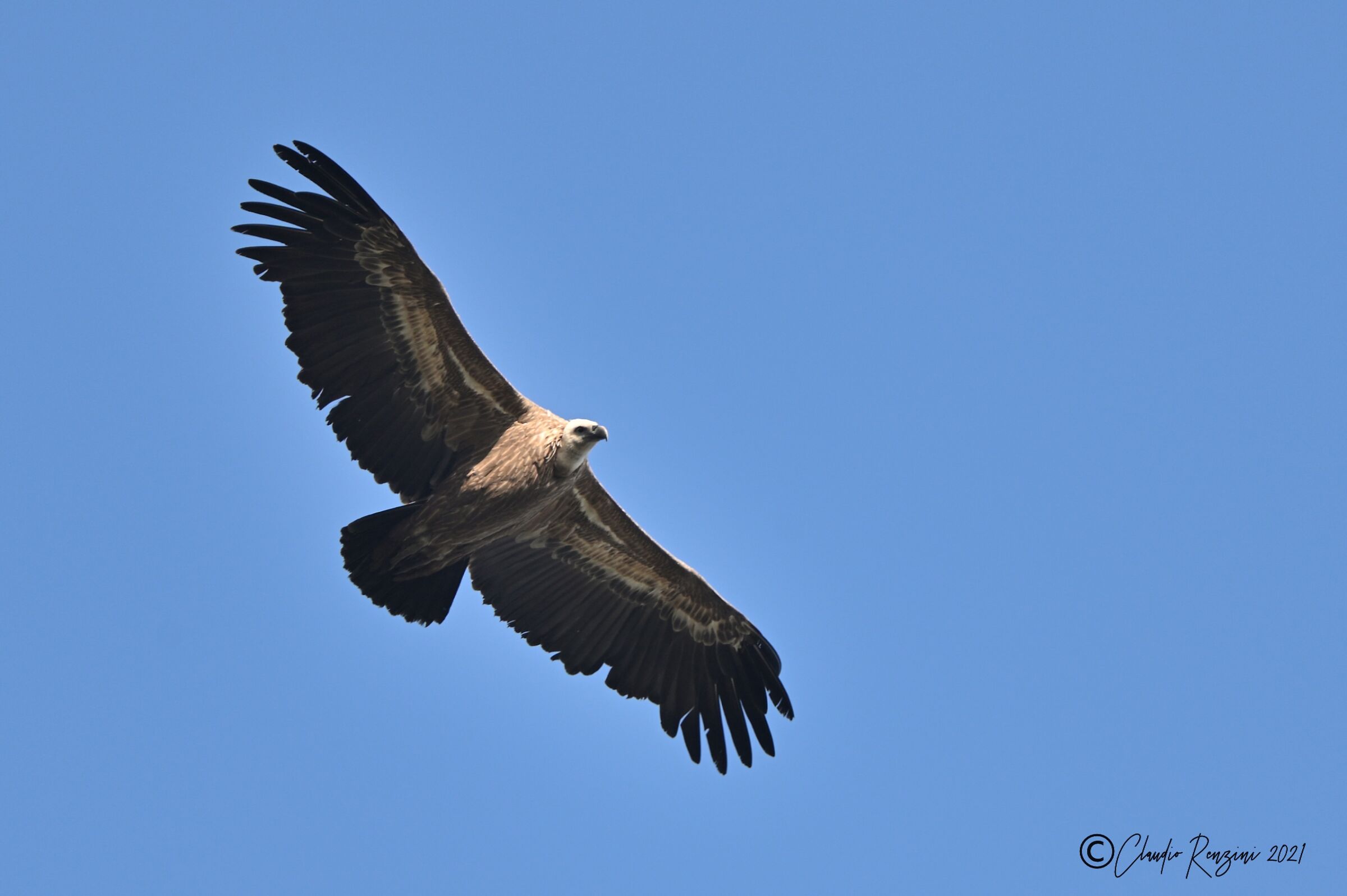 Grifone in volo al tramonto