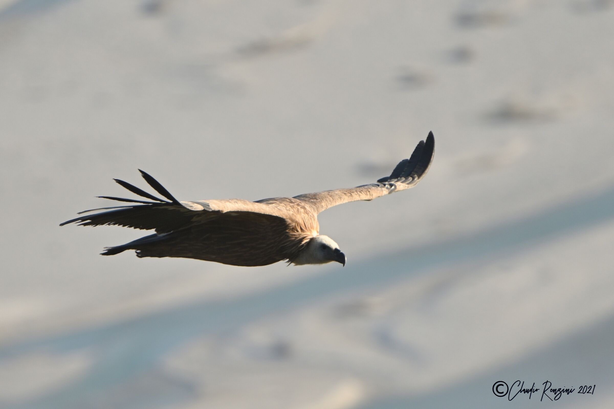 Grifone in volo sul fiume Tagliamento