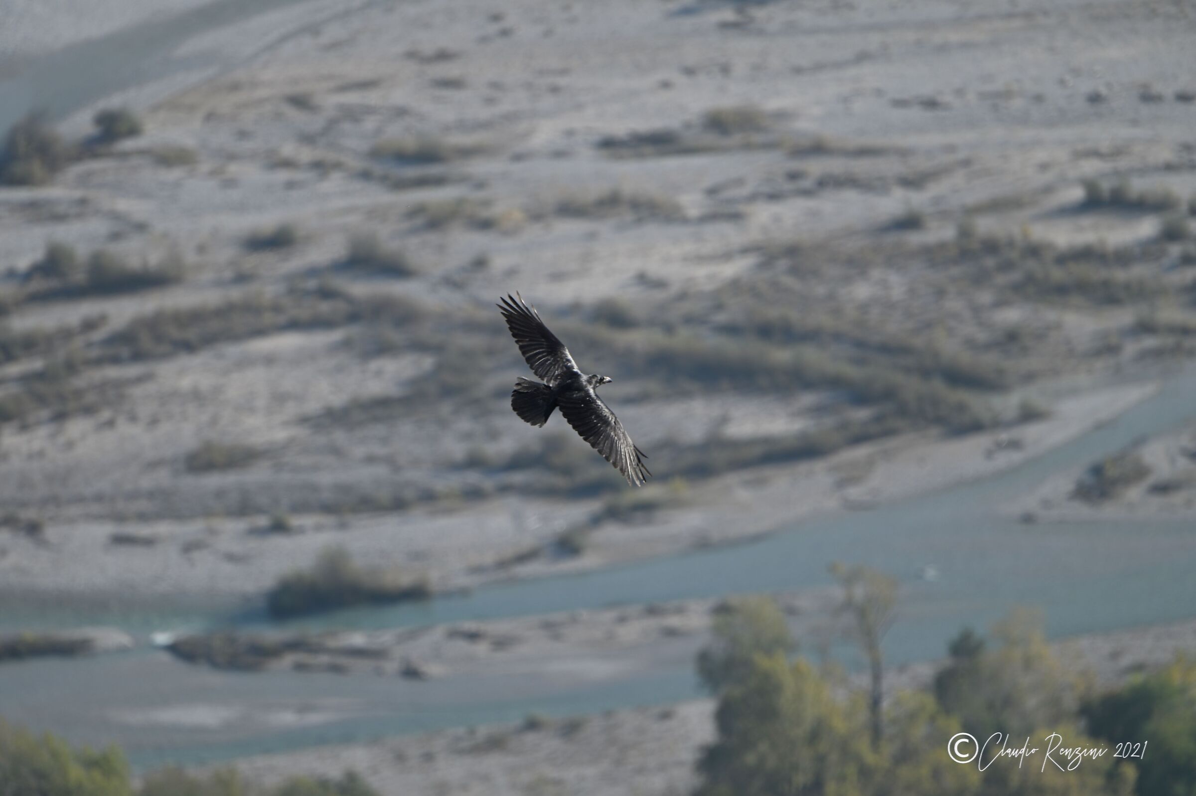 Corvo in volo sul fiume Tagliamento
